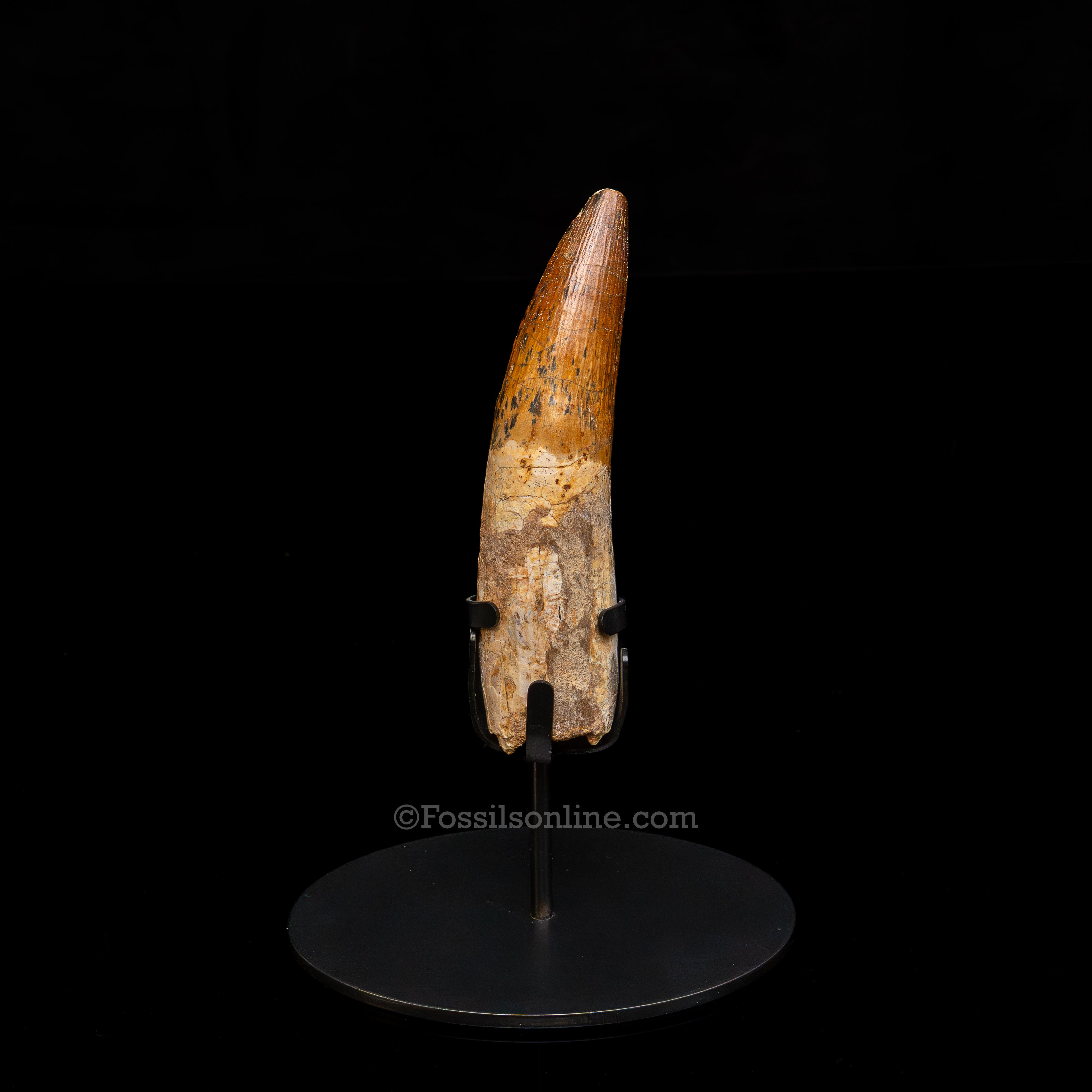 XLG Spinosaurus Dinosaur Tooth 4.76"