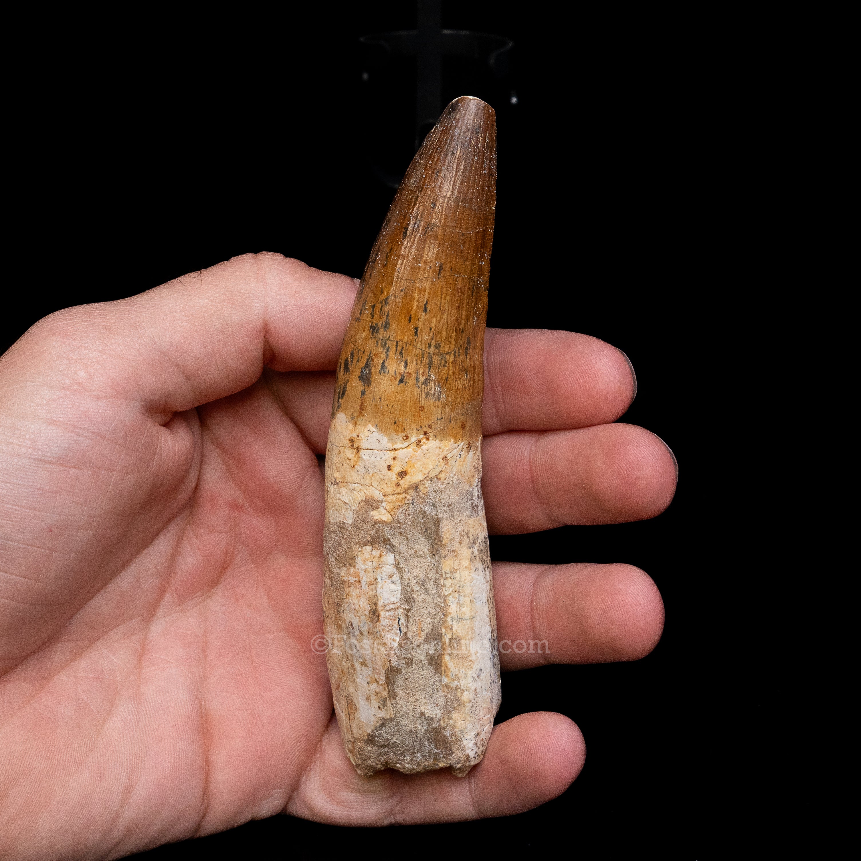 XLG Spinosaurus Dinosaur Tooth 4.76"