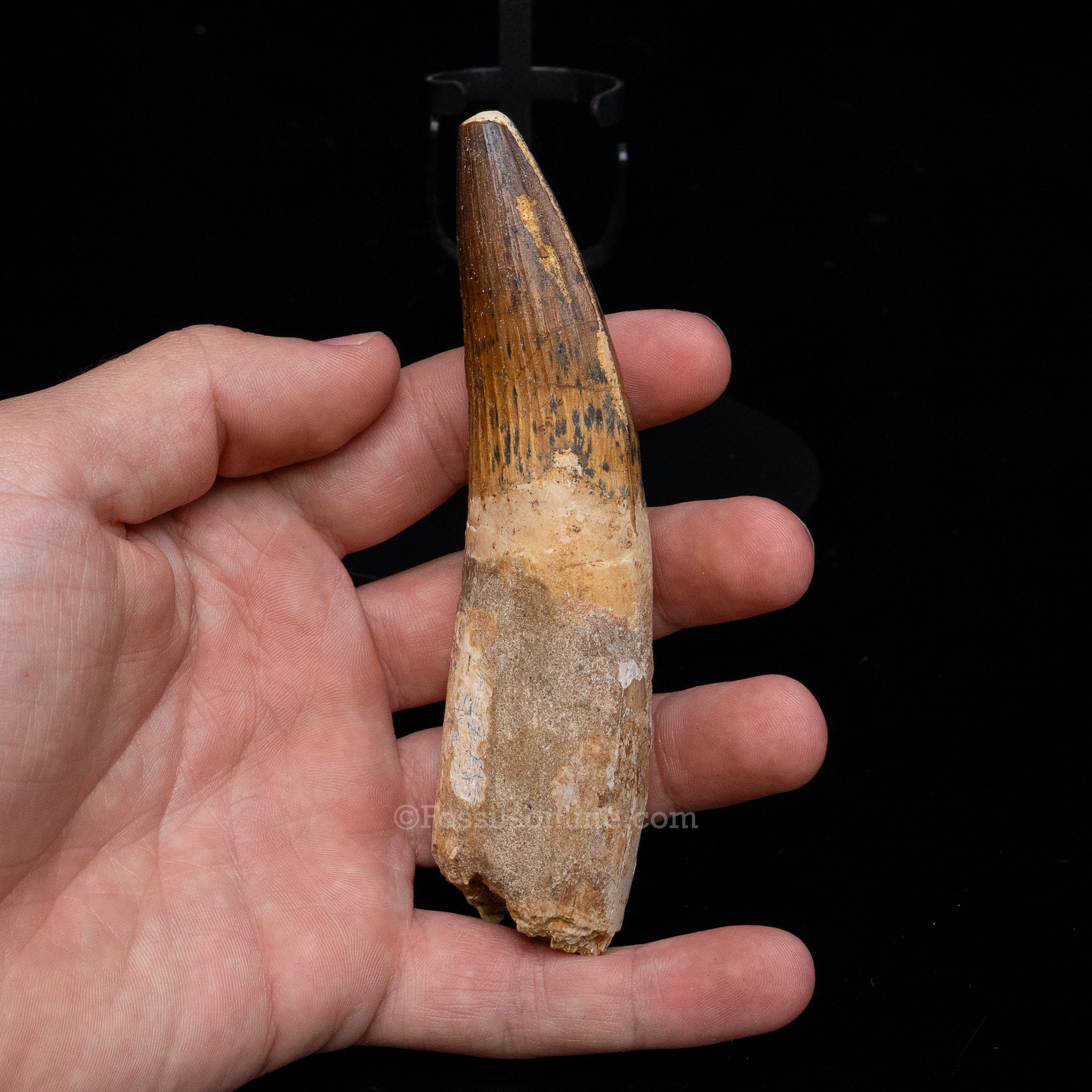 XLG Spinosaurus Dinosaur Tooth 4.76"