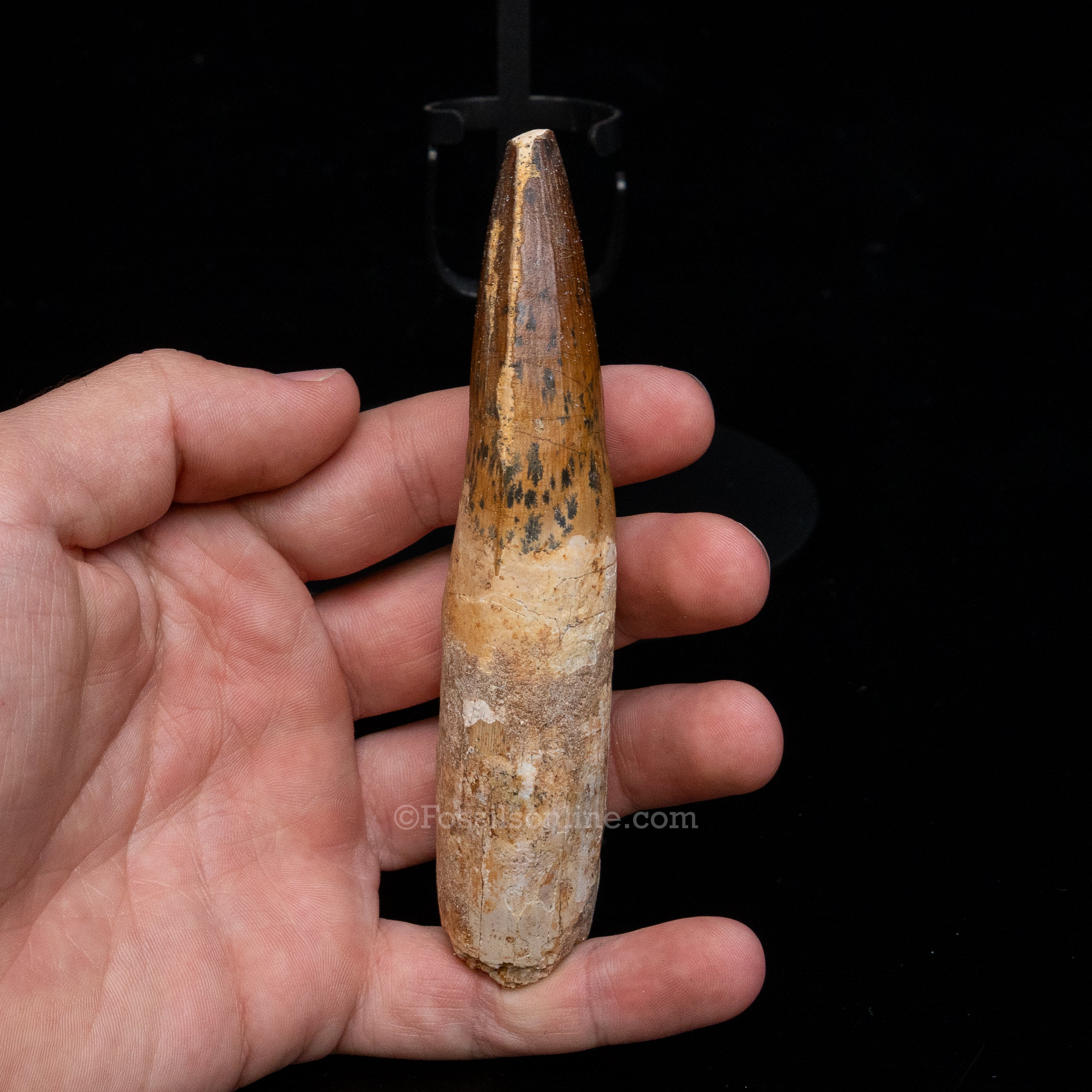 XLG Spinosaurus Dinosaur Tooth 4.76"