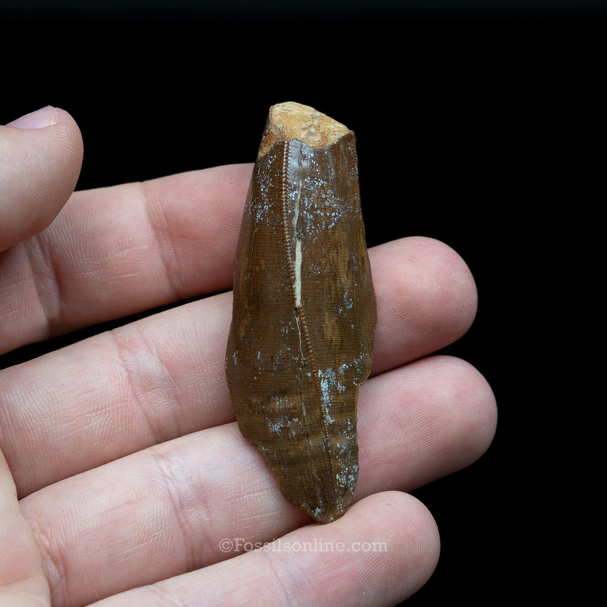 Tyrannosaurus rex Tooth Fragment