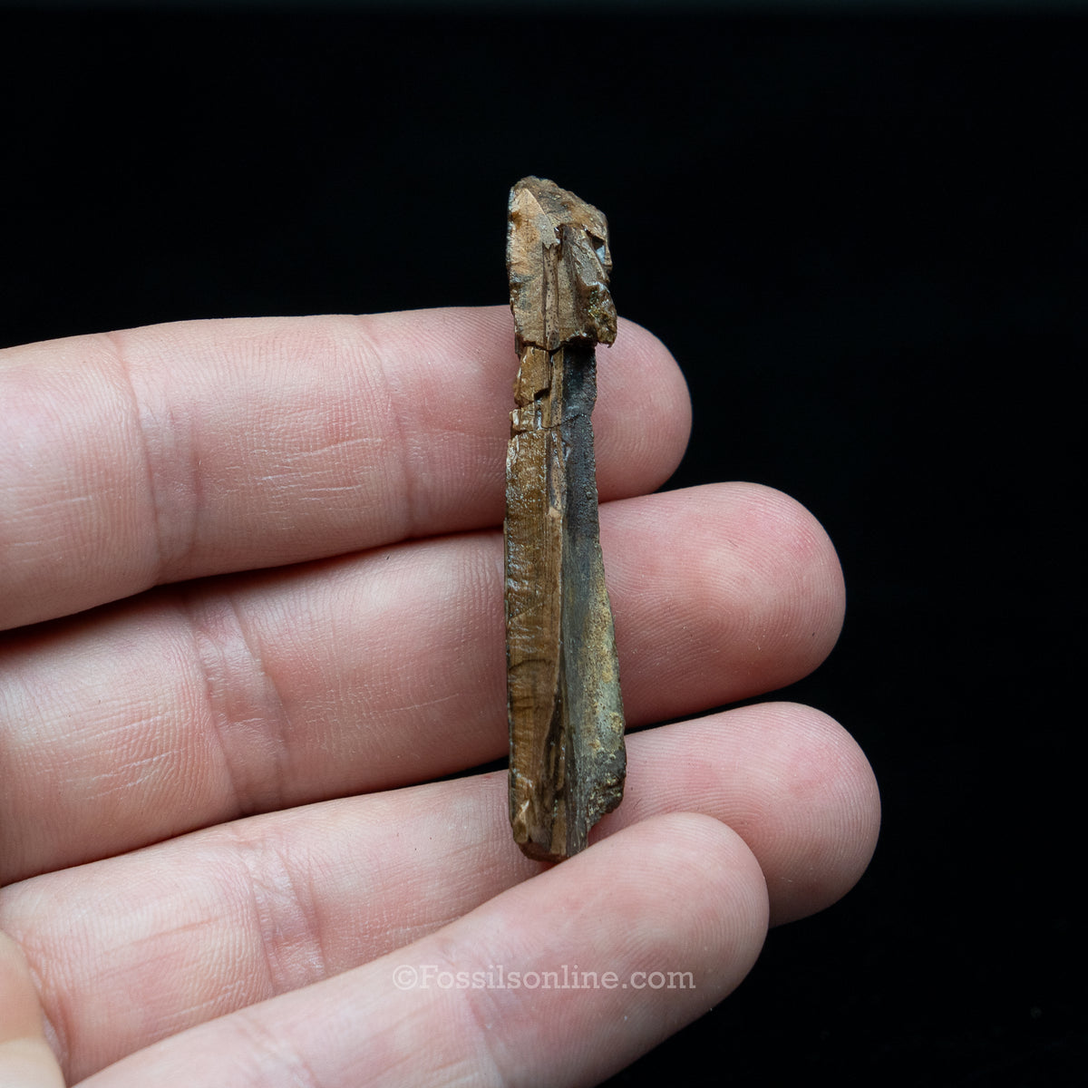 Tyrannosaurus rex Tooth Fragment
