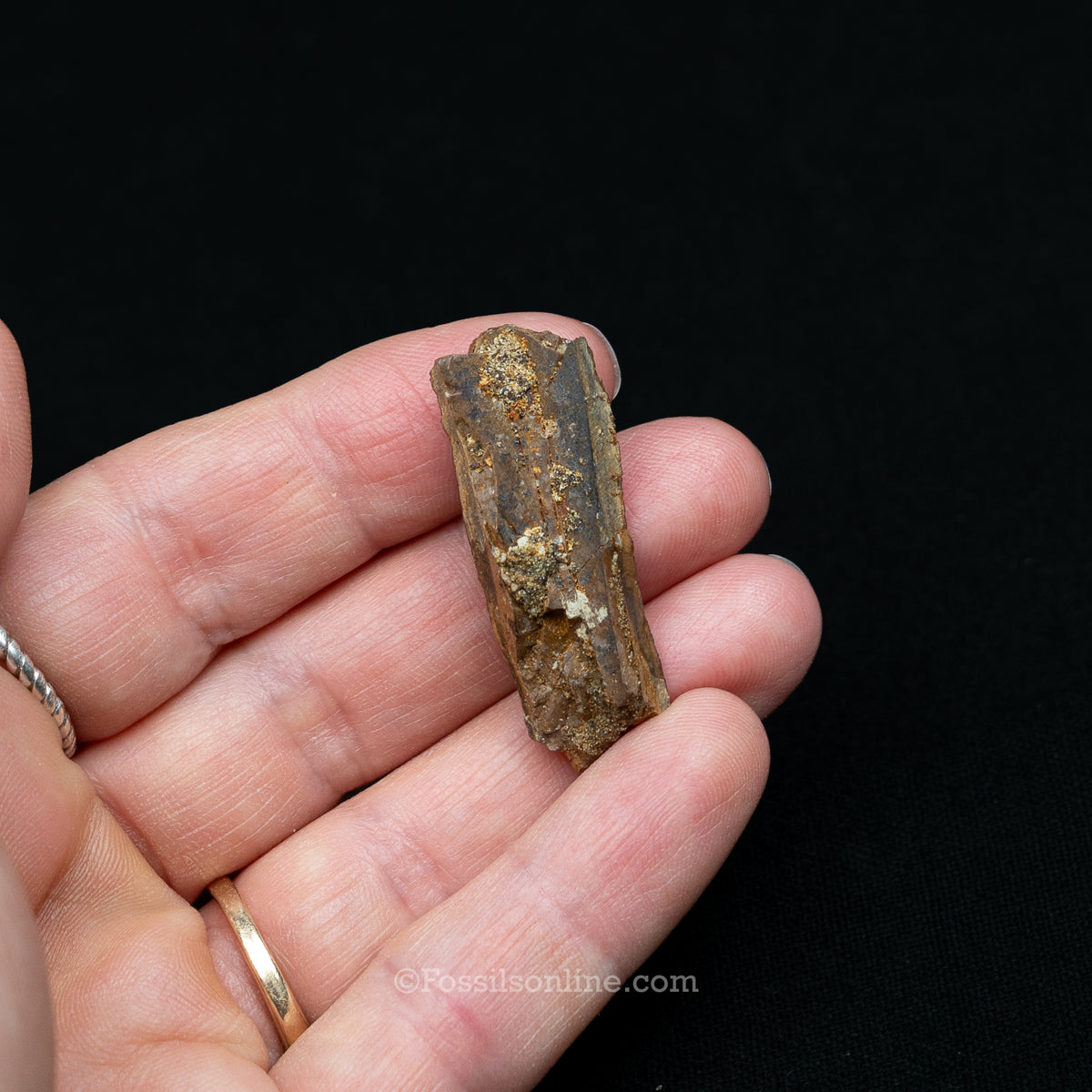 Tyrannosaurus rex Tooth Fragment