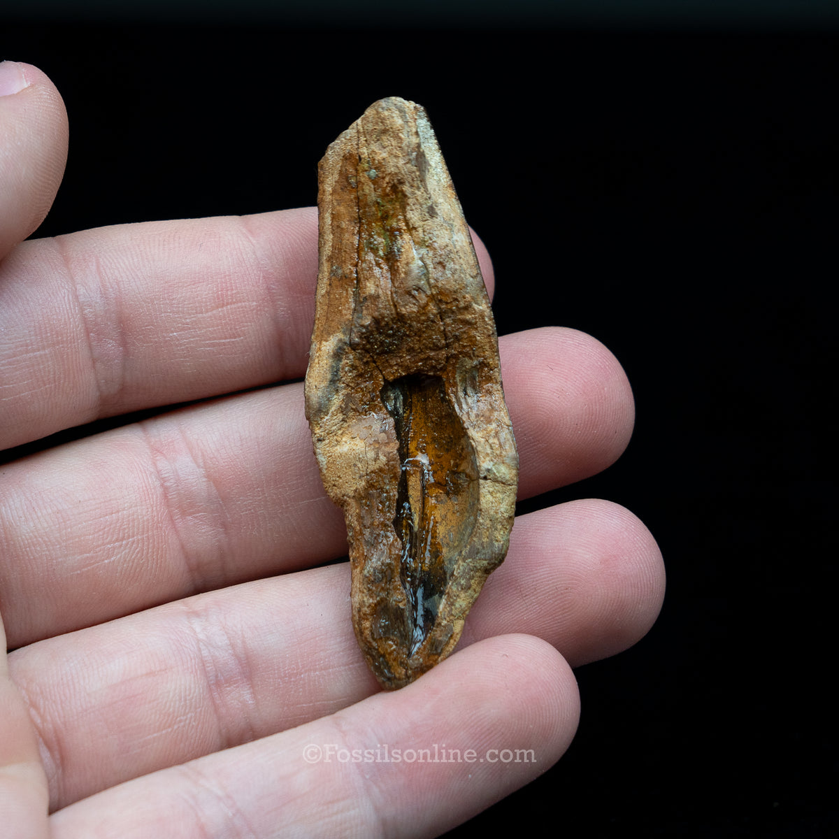 Tyrannosaurus rex Tooth Fragment