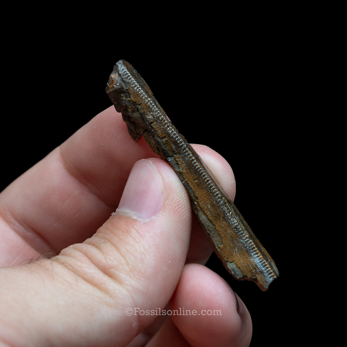Tyrannosaurus rex Tooth Fragment