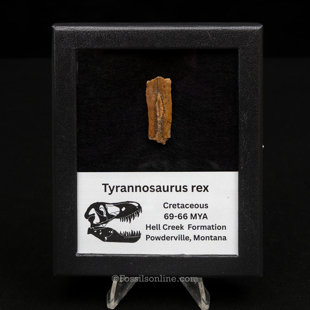Tyrannosaurus rex Tooth Fragment