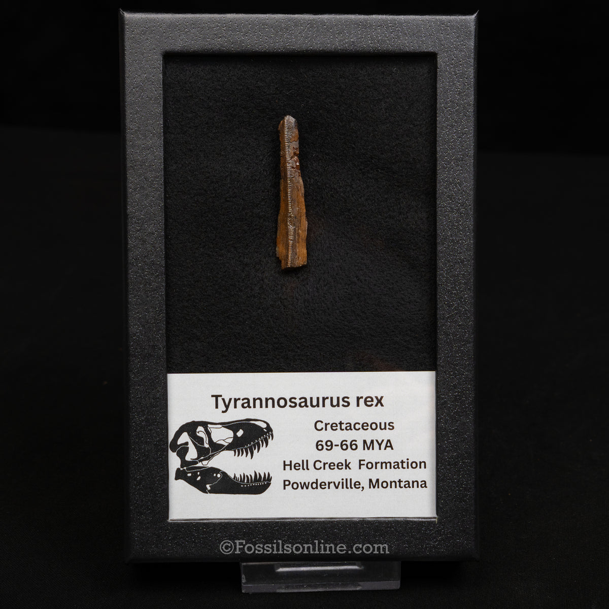 Tyrannosaurus rex Tooth Fragment