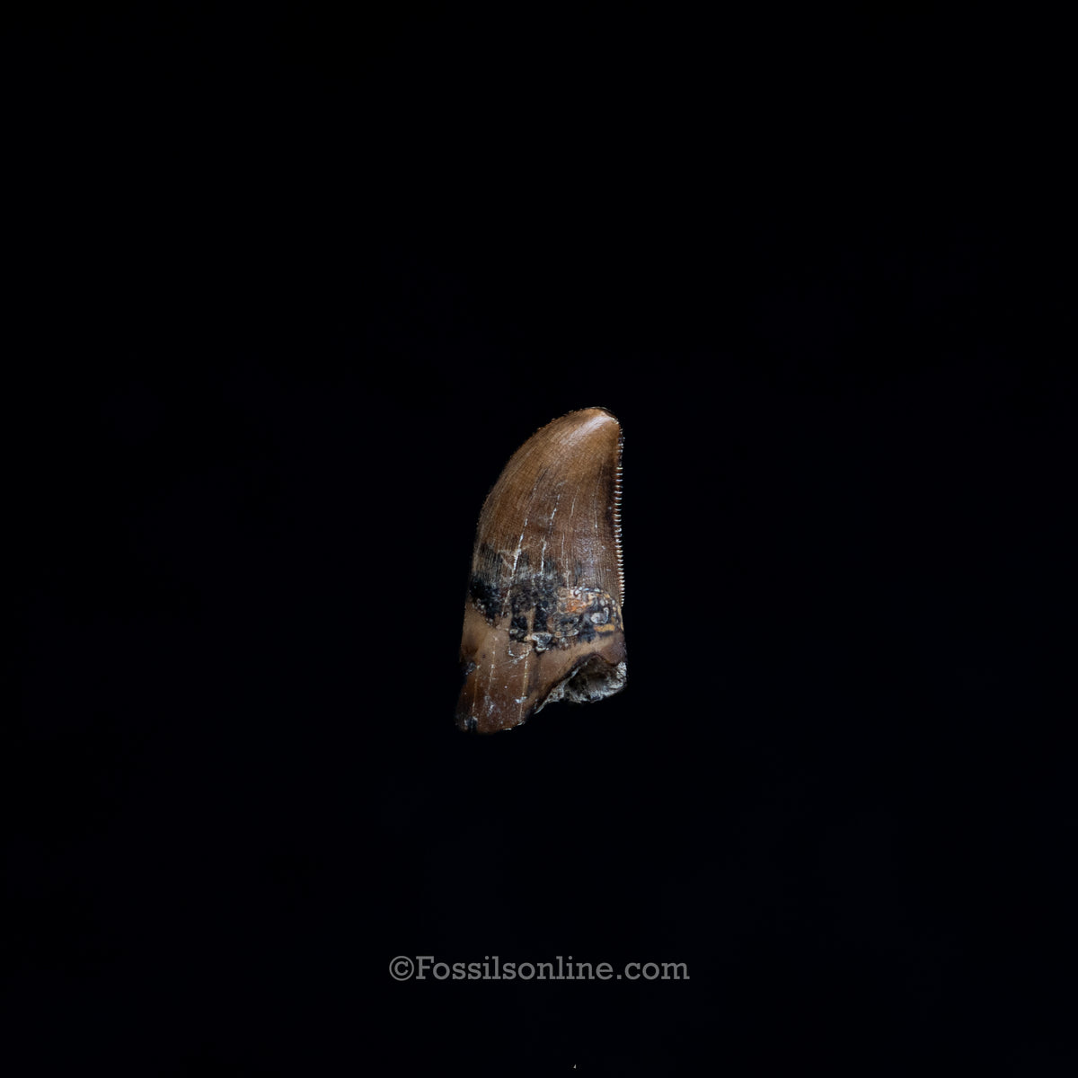 Juvenile Tyrannosaurus rex Tooth