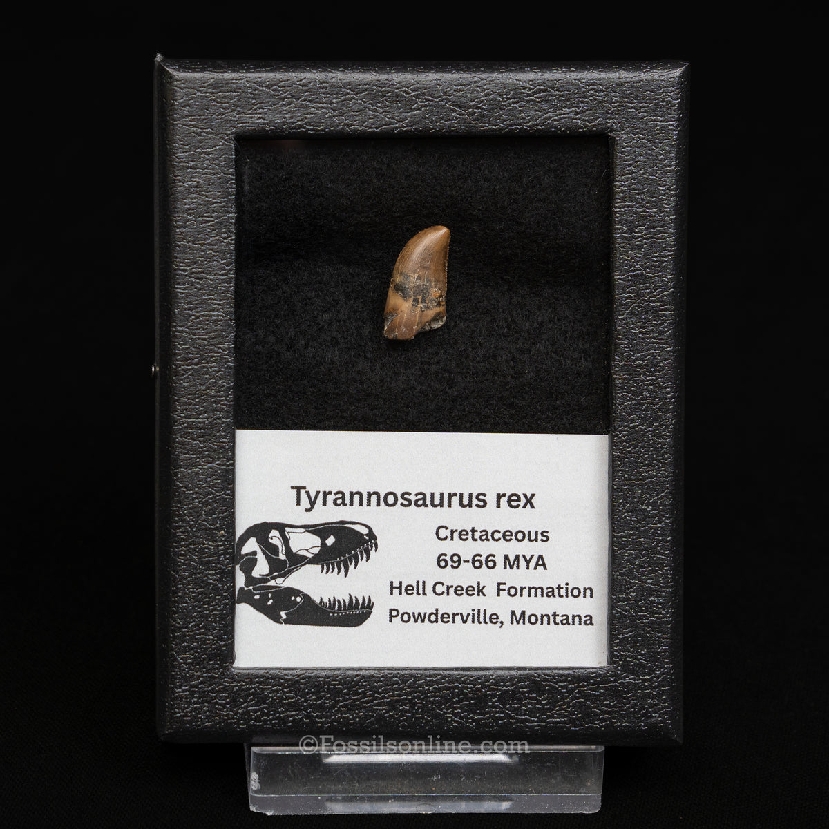Juvenile Tyrannosaurus rex Tooth