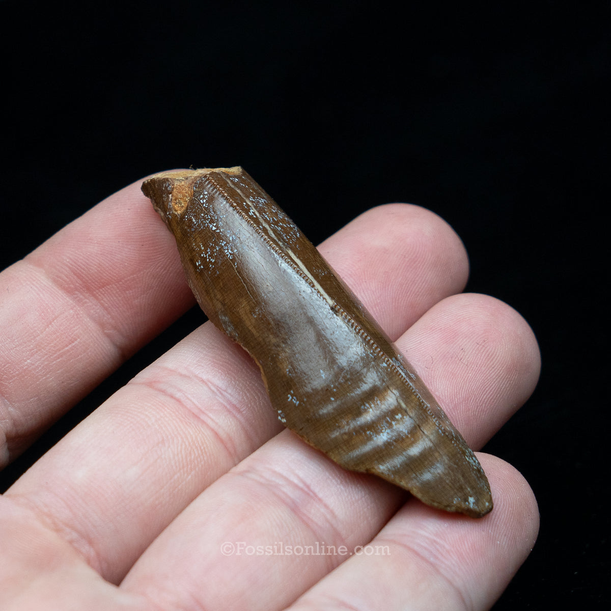 Tyrannosaurus rex Tooth Fragment