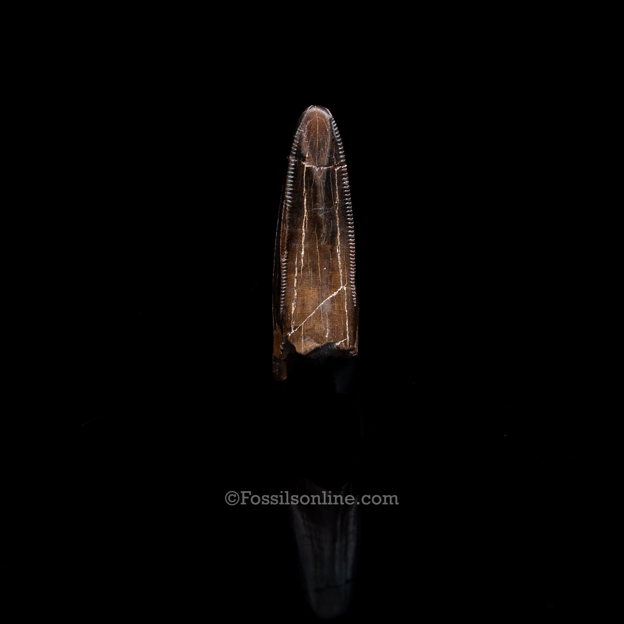 Authentic Tyrannosaurus Rex Premax, Lance Formation, Wyoming