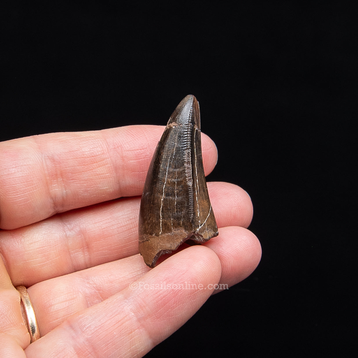 Authentic Tyrannosaurus Rex Premax, Lance Formation, Wyoming