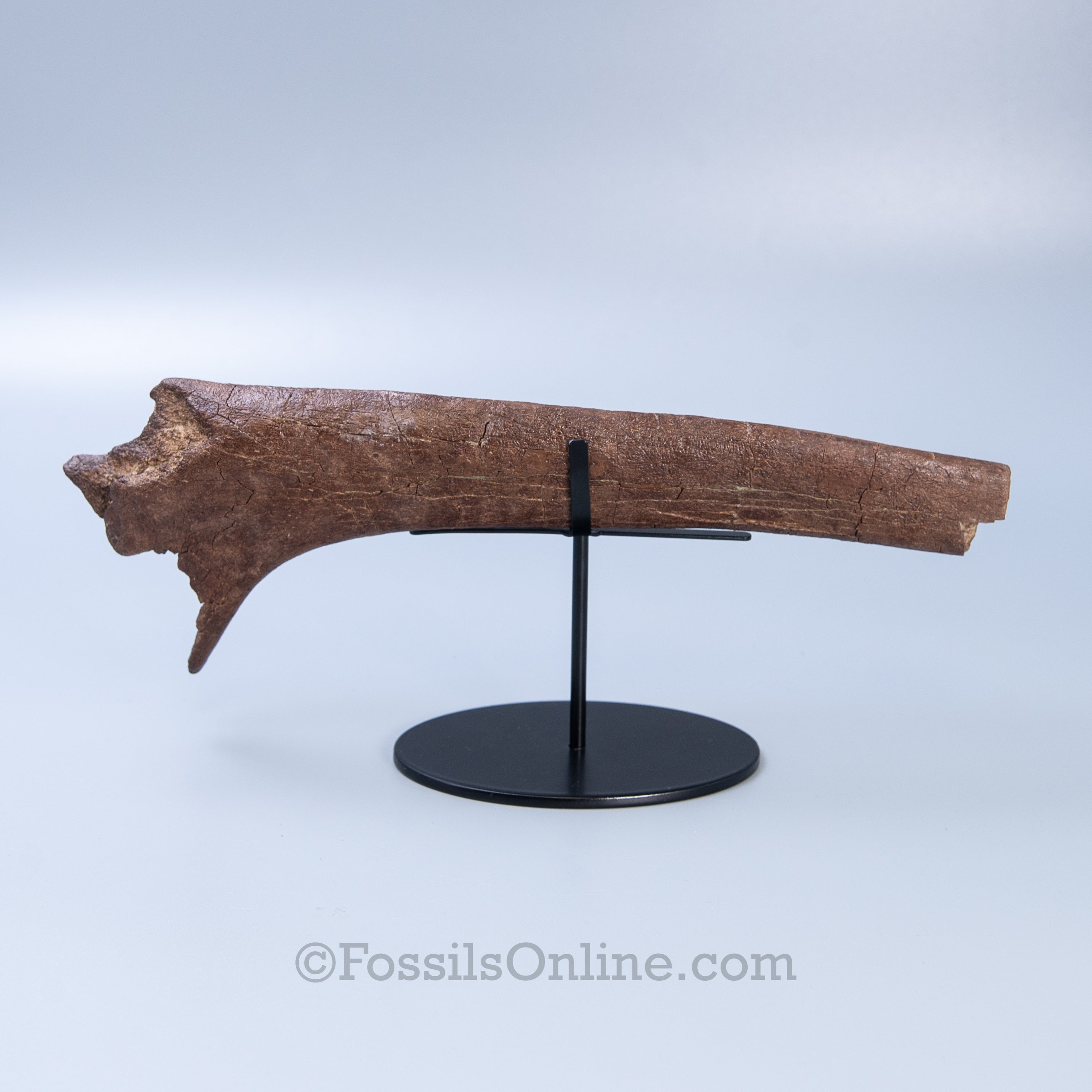 Triceratops Rib