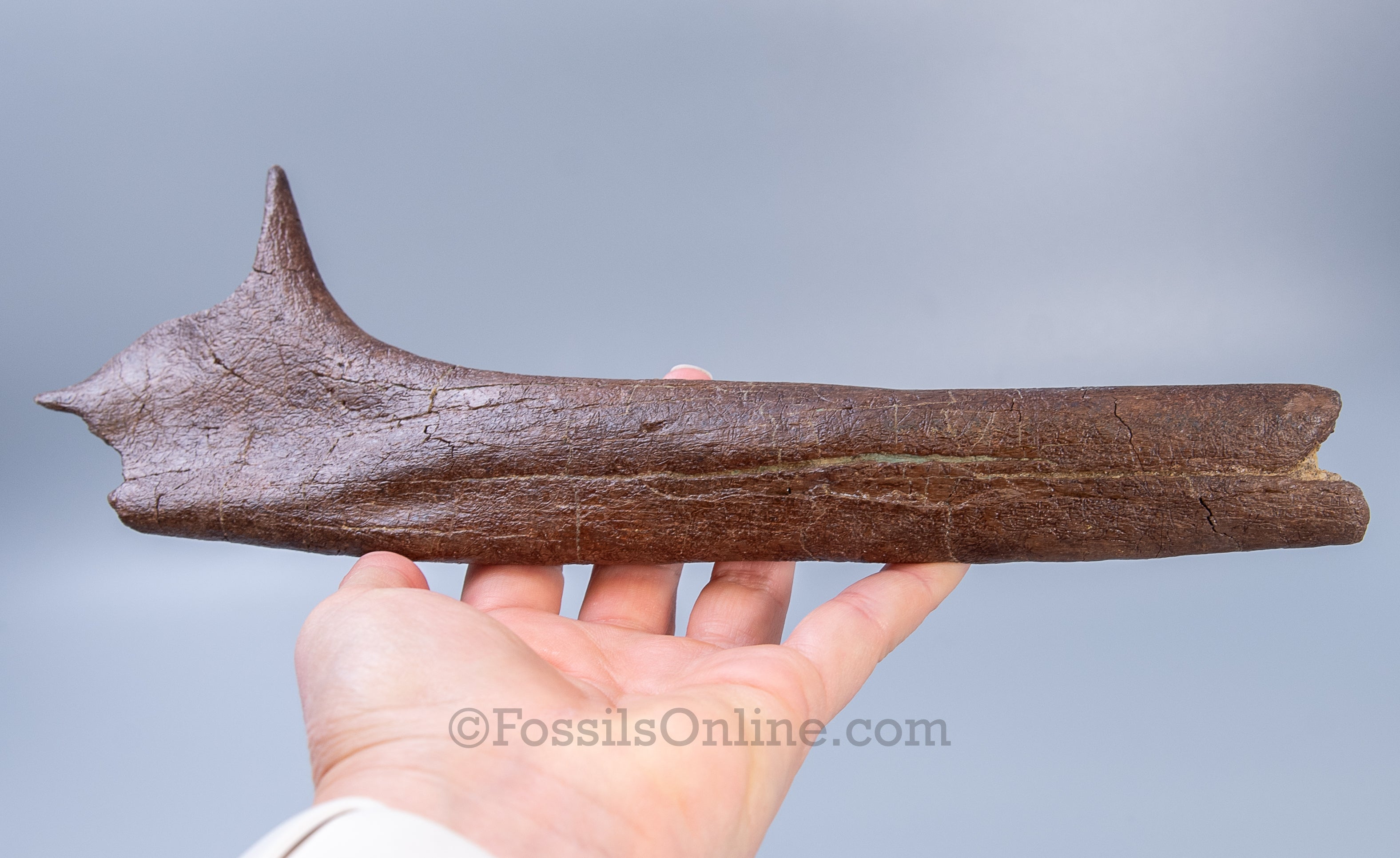 Triceratops Rib