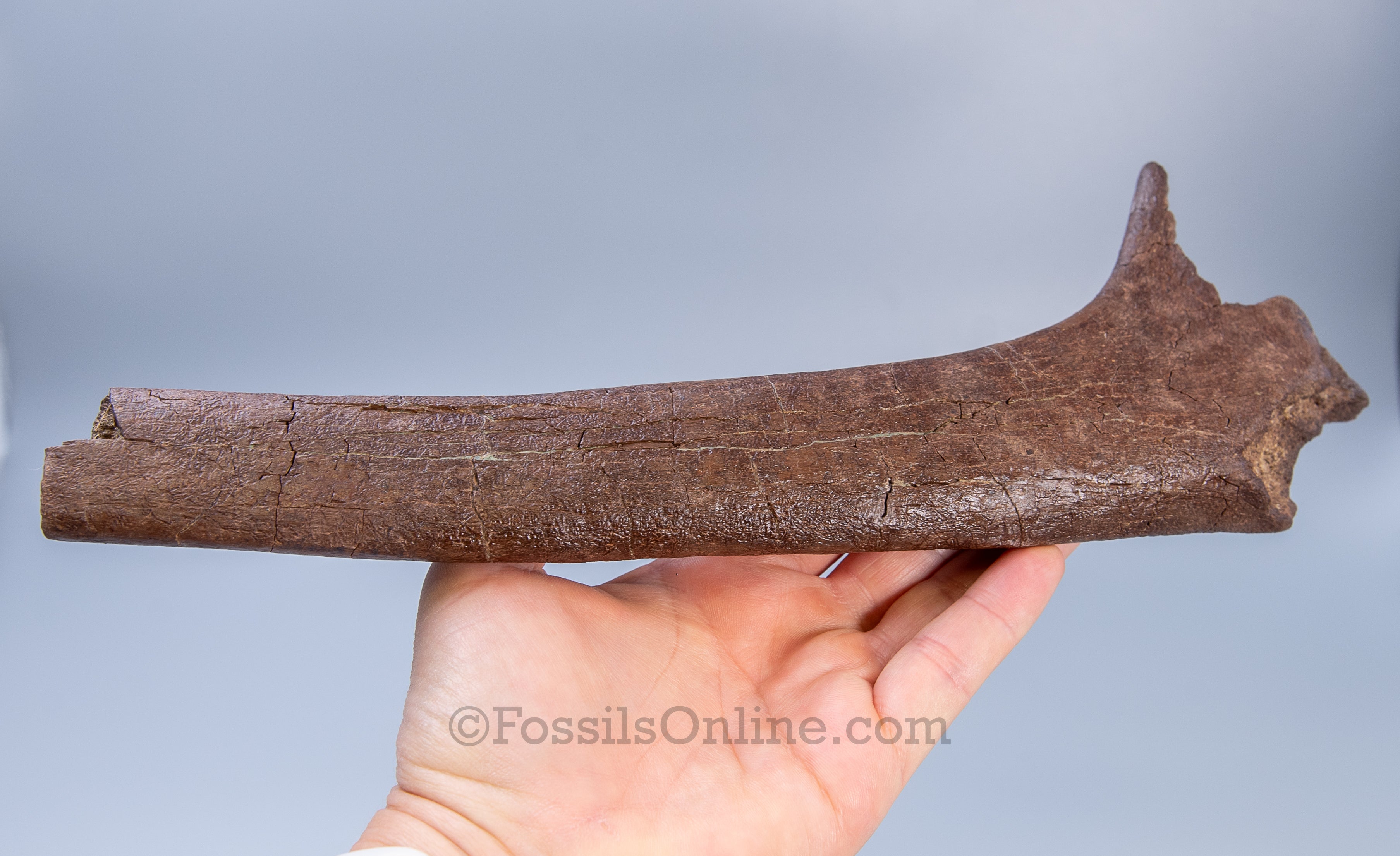 Triceratops Rib