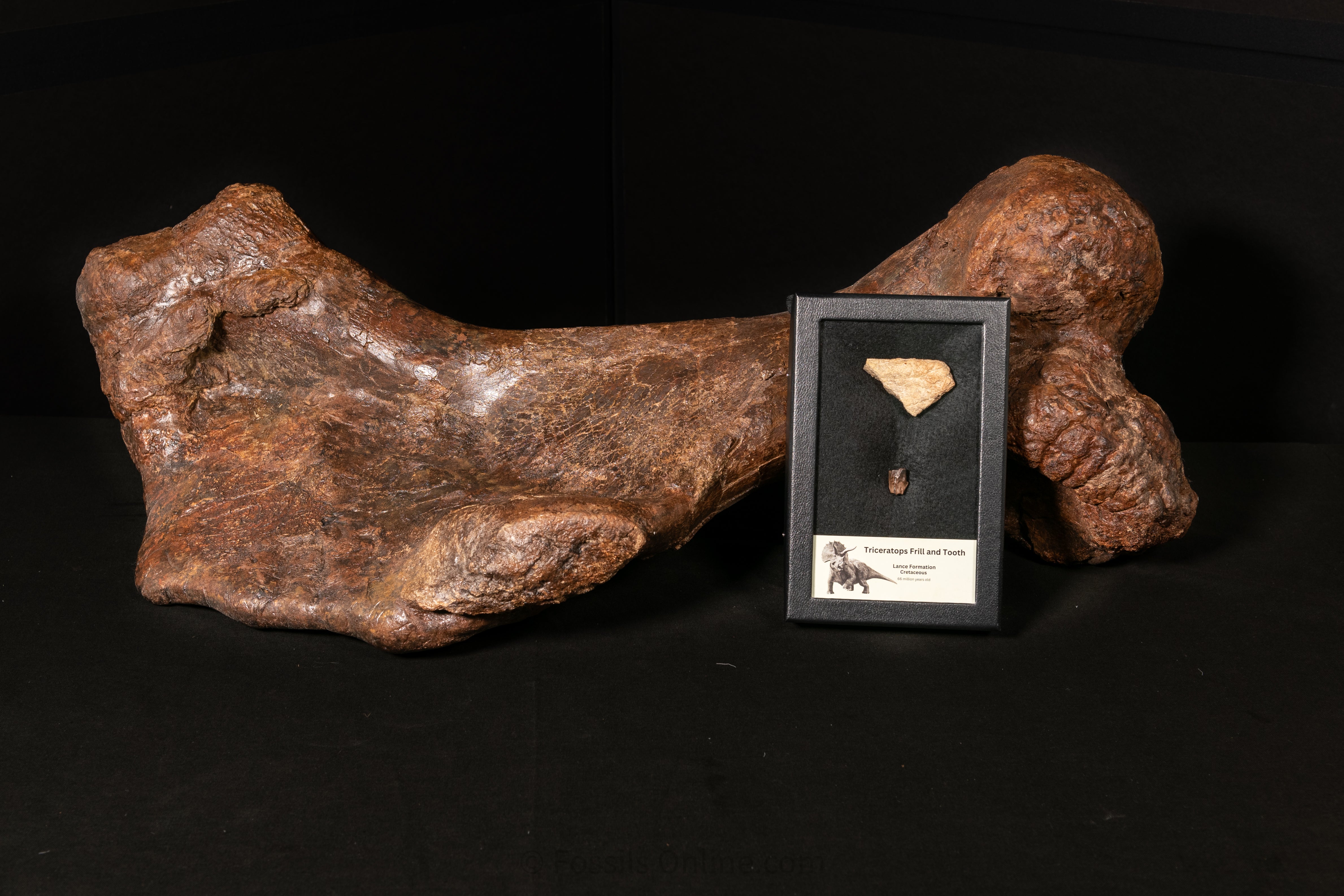 Triceratops Tooth and Frill Section in Display Medium Case