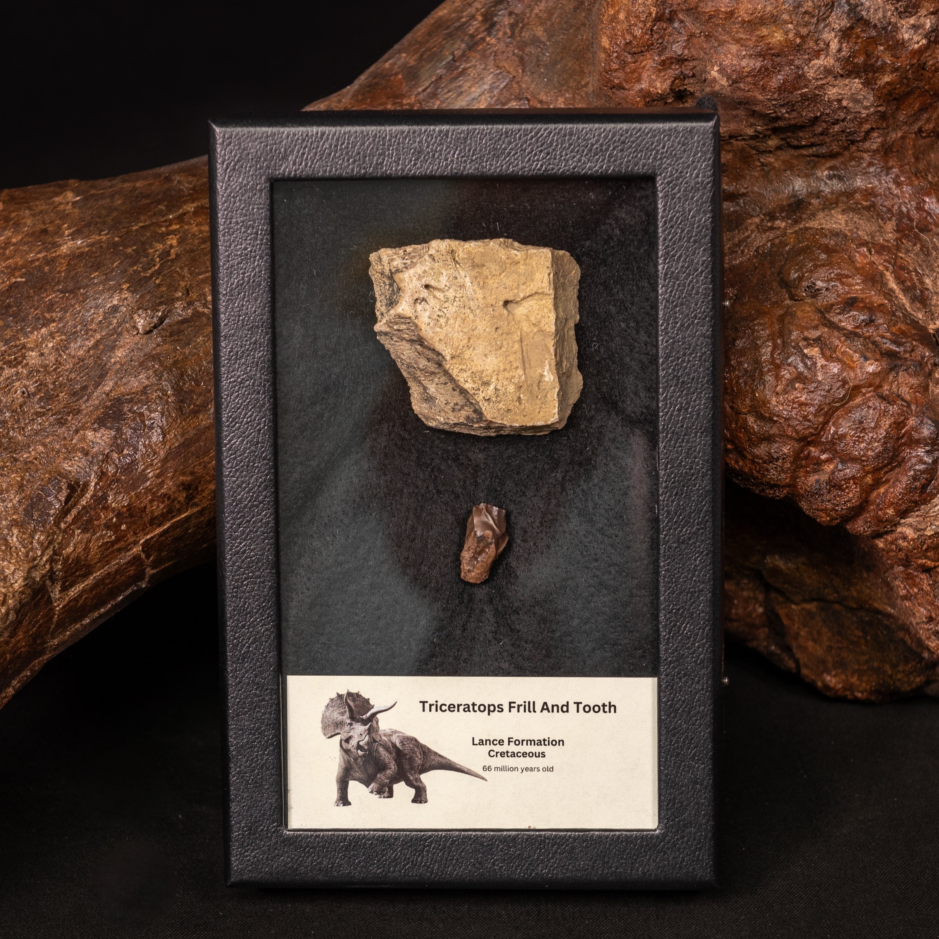 Triceratops Tooth and Frill Section in Display Medium Case