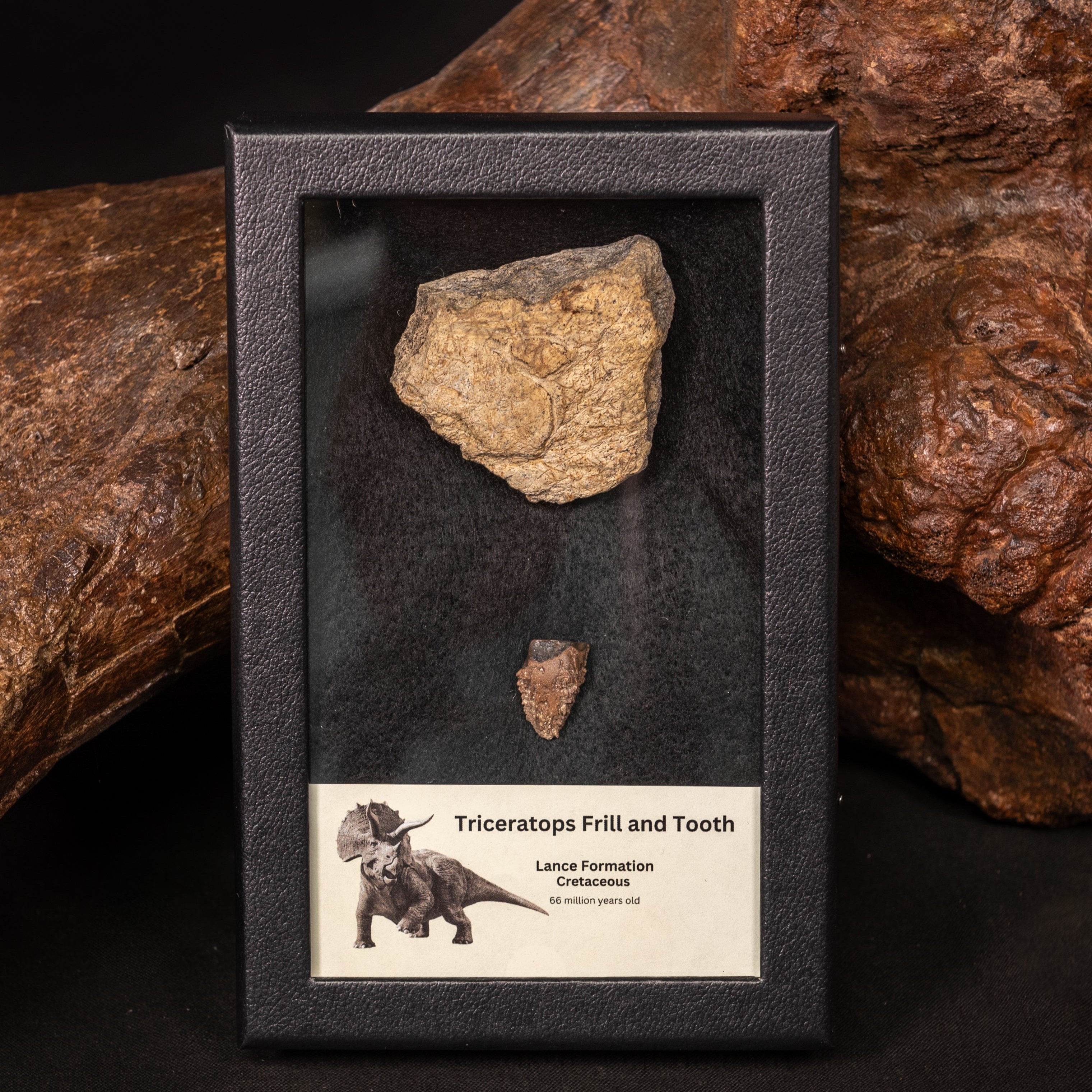 Triceratops Tooth and Frill Section in Display Medium Case