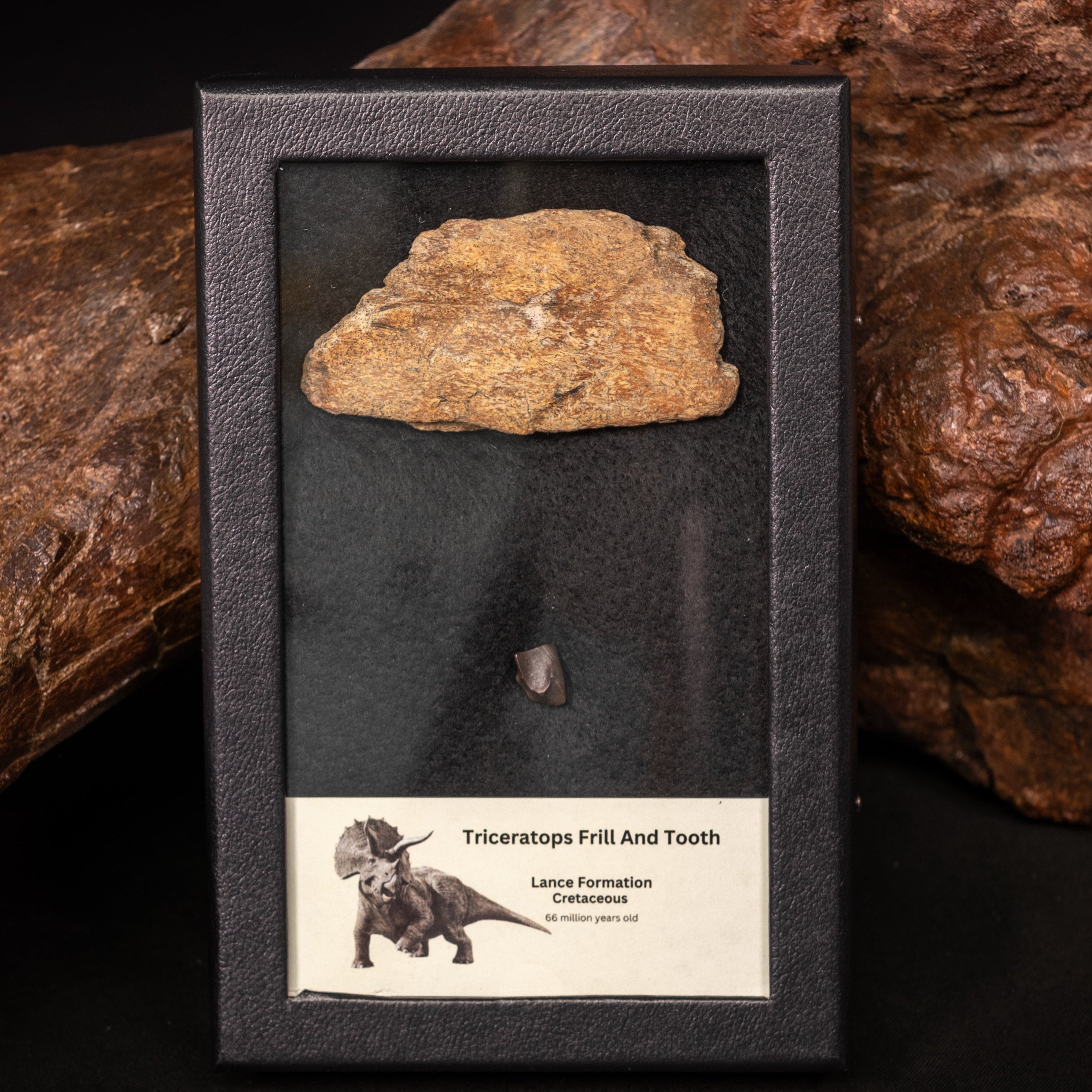 Triceratops Tooth and Frill Section in Display Medium Case