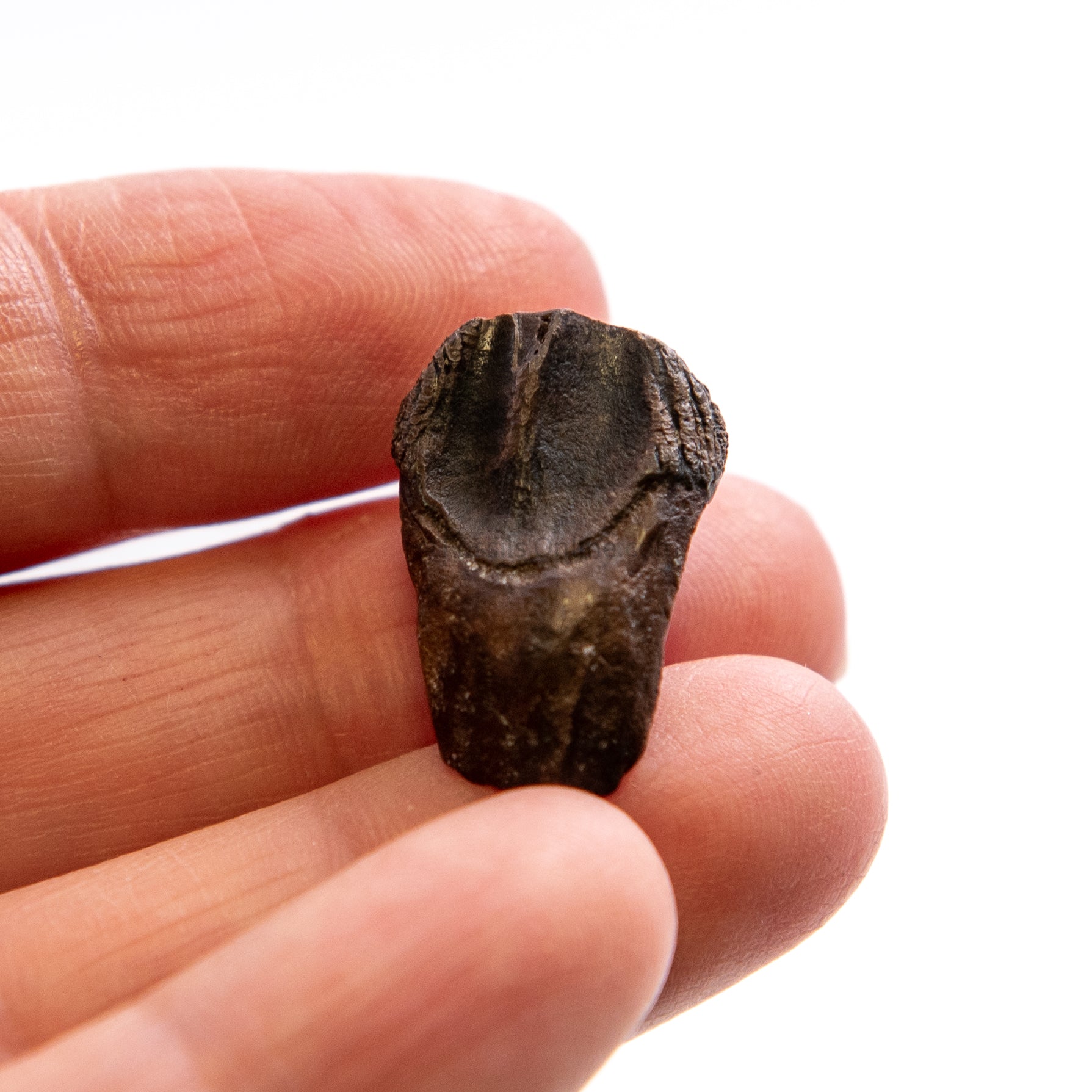 Triceratops Tooth and Frill  Section in  LG Display Case