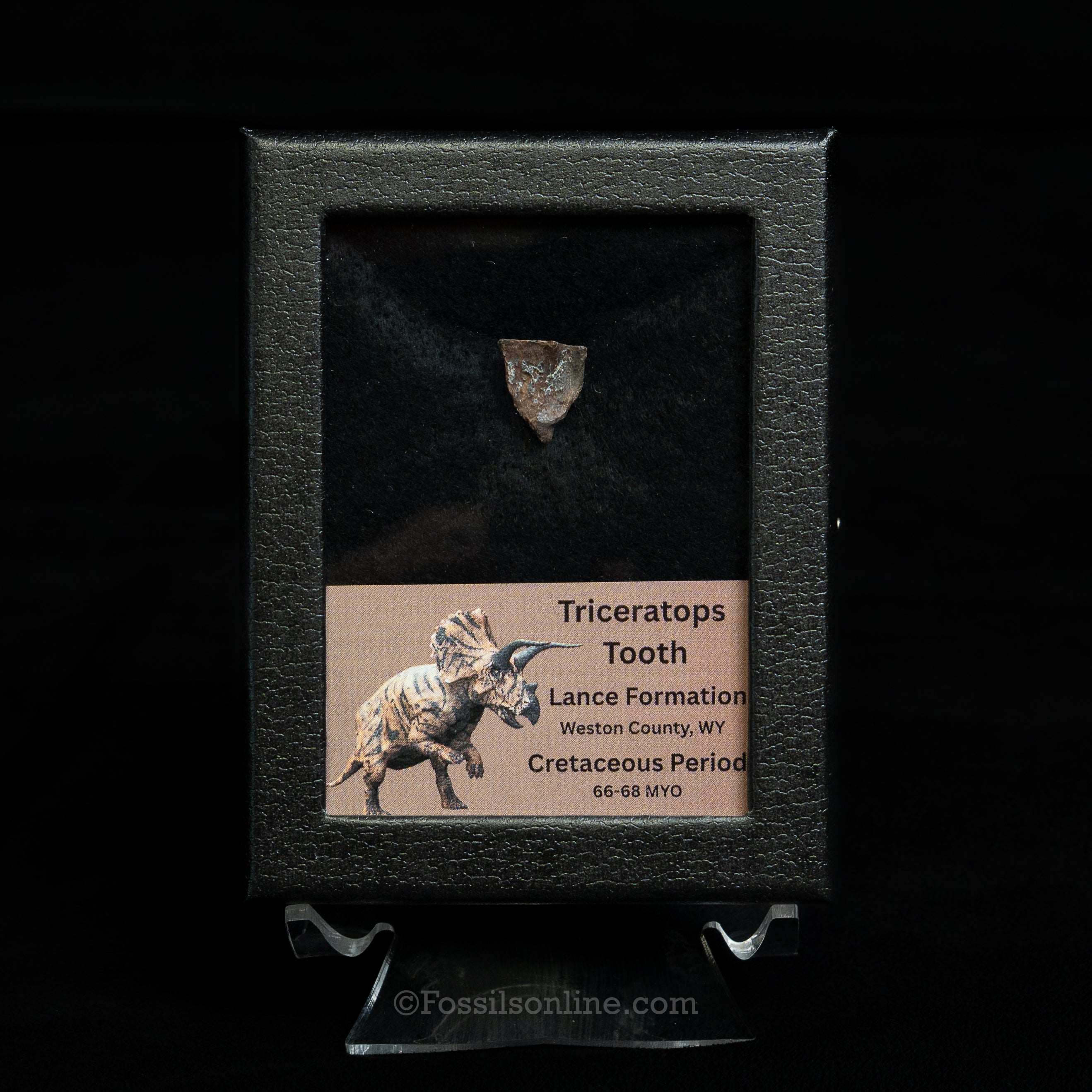 Triceratops Tooth Sm Case Lance FM
