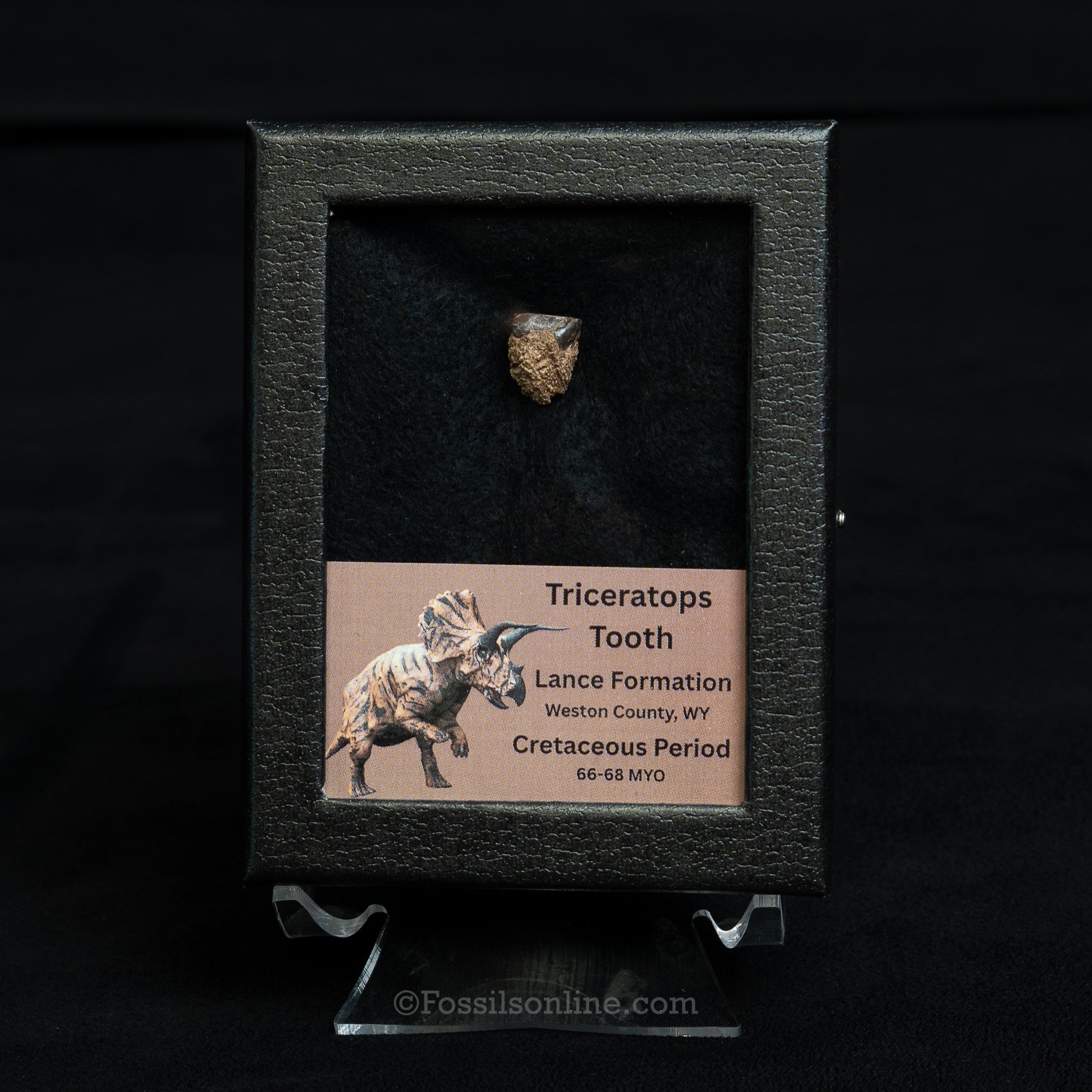 Triceratops Tooth Sm Case Lance FM