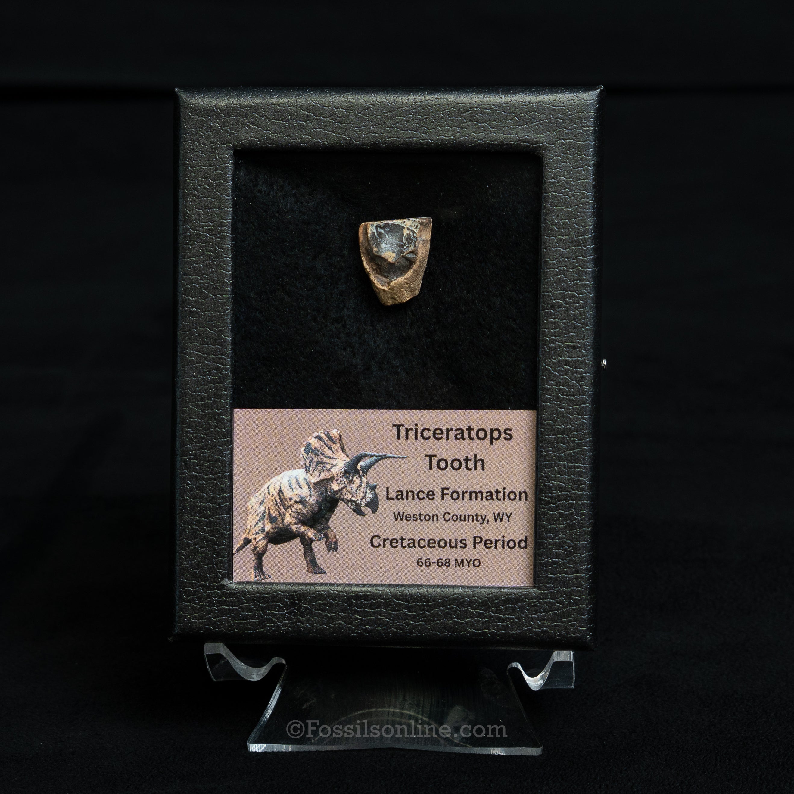 Triceratops tooth display with a label on a black background