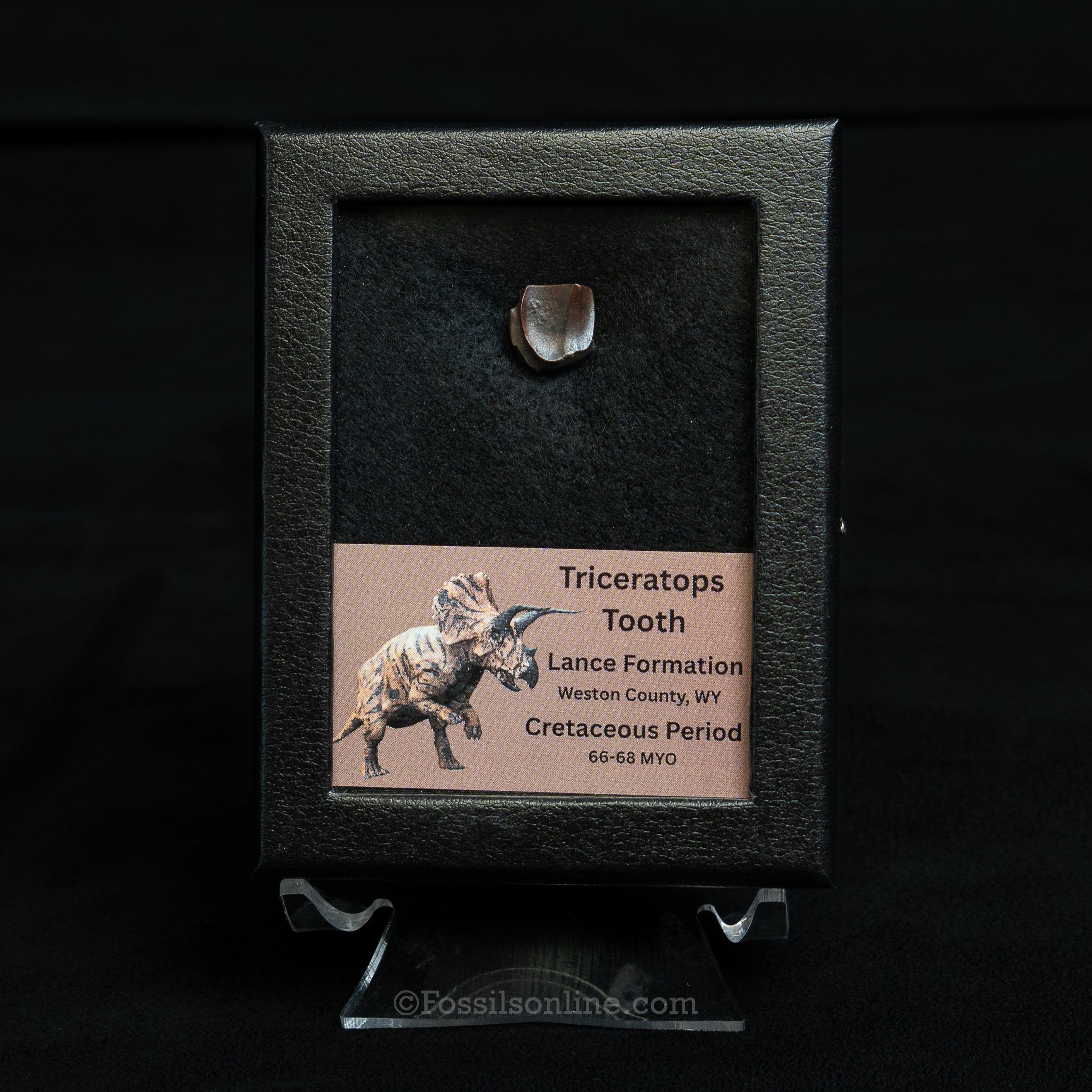 Triceratops Tooth Sm Case Lance FM