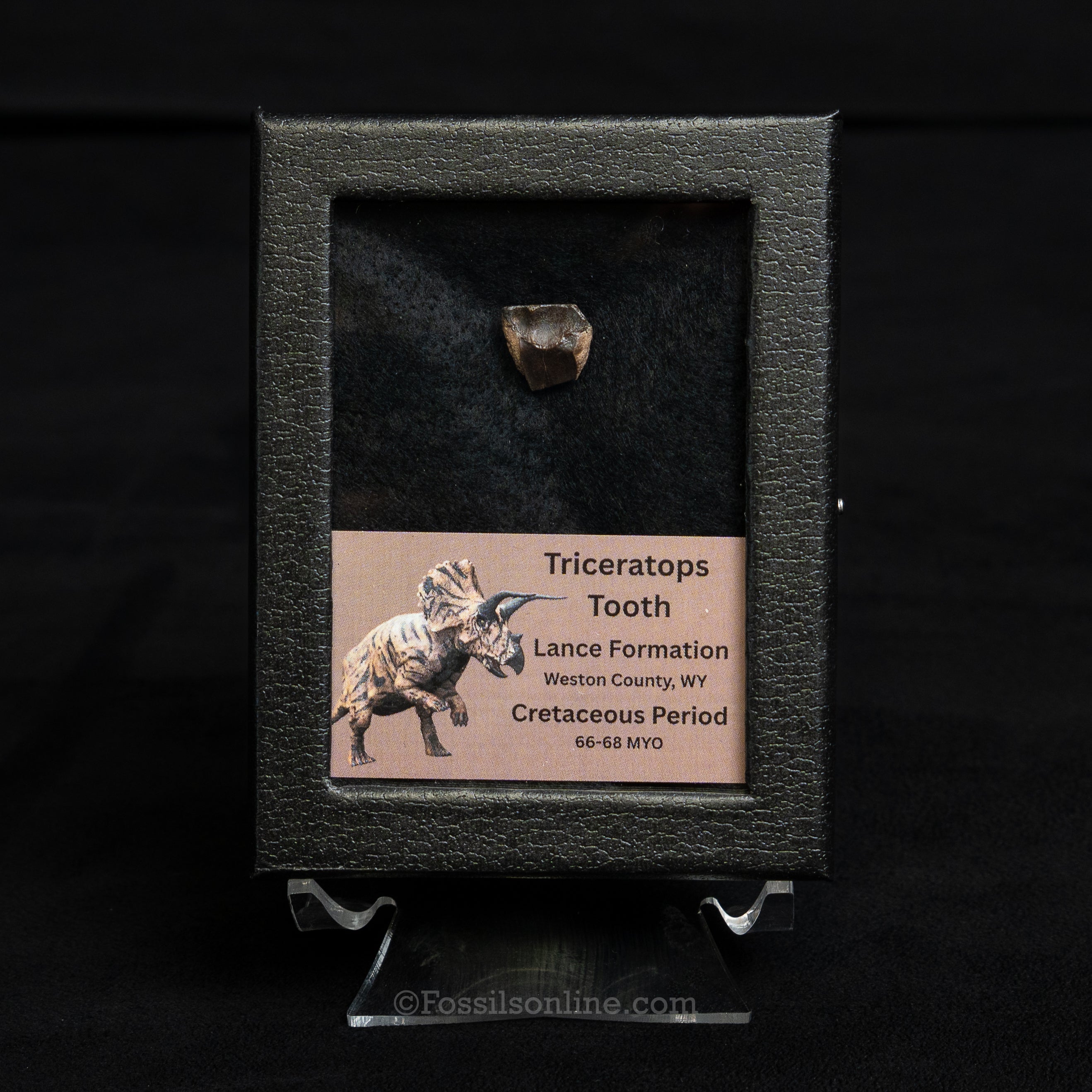 Triceratops Tooth Sm Case Lance FM