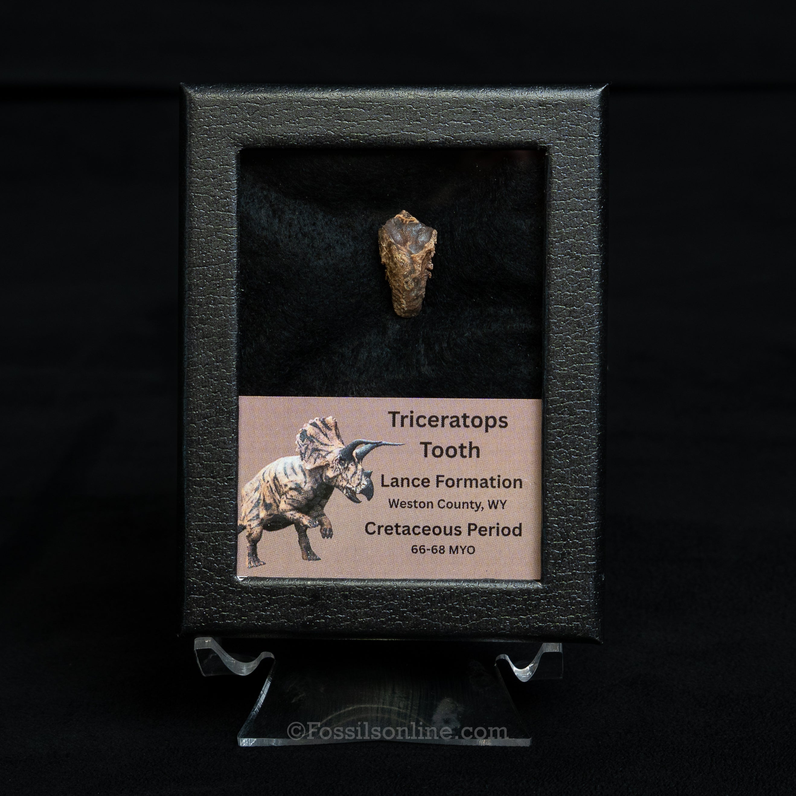 Triceratops Tooth Sm Case Lance FM