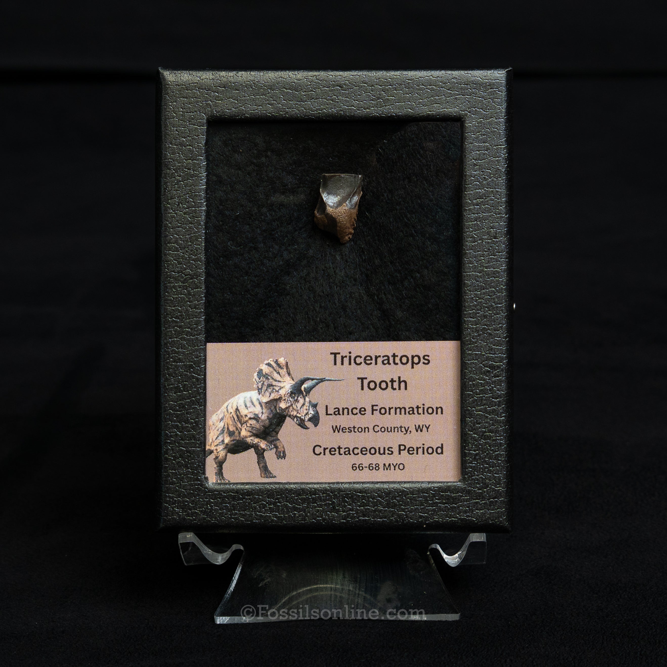 Triceratops Tooth Sm Case Lance FM