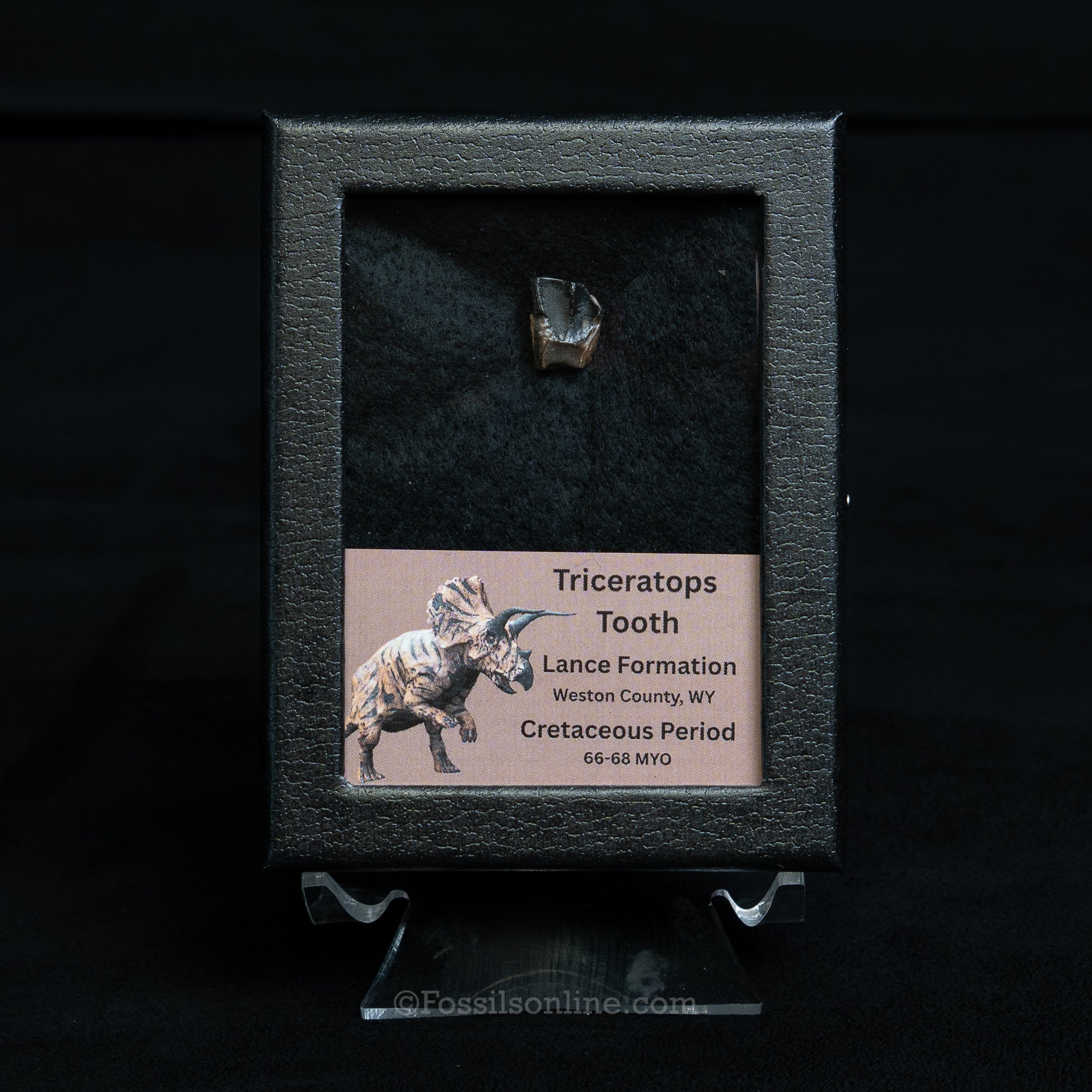 Triceratops Tooth Sm Case Lance FM