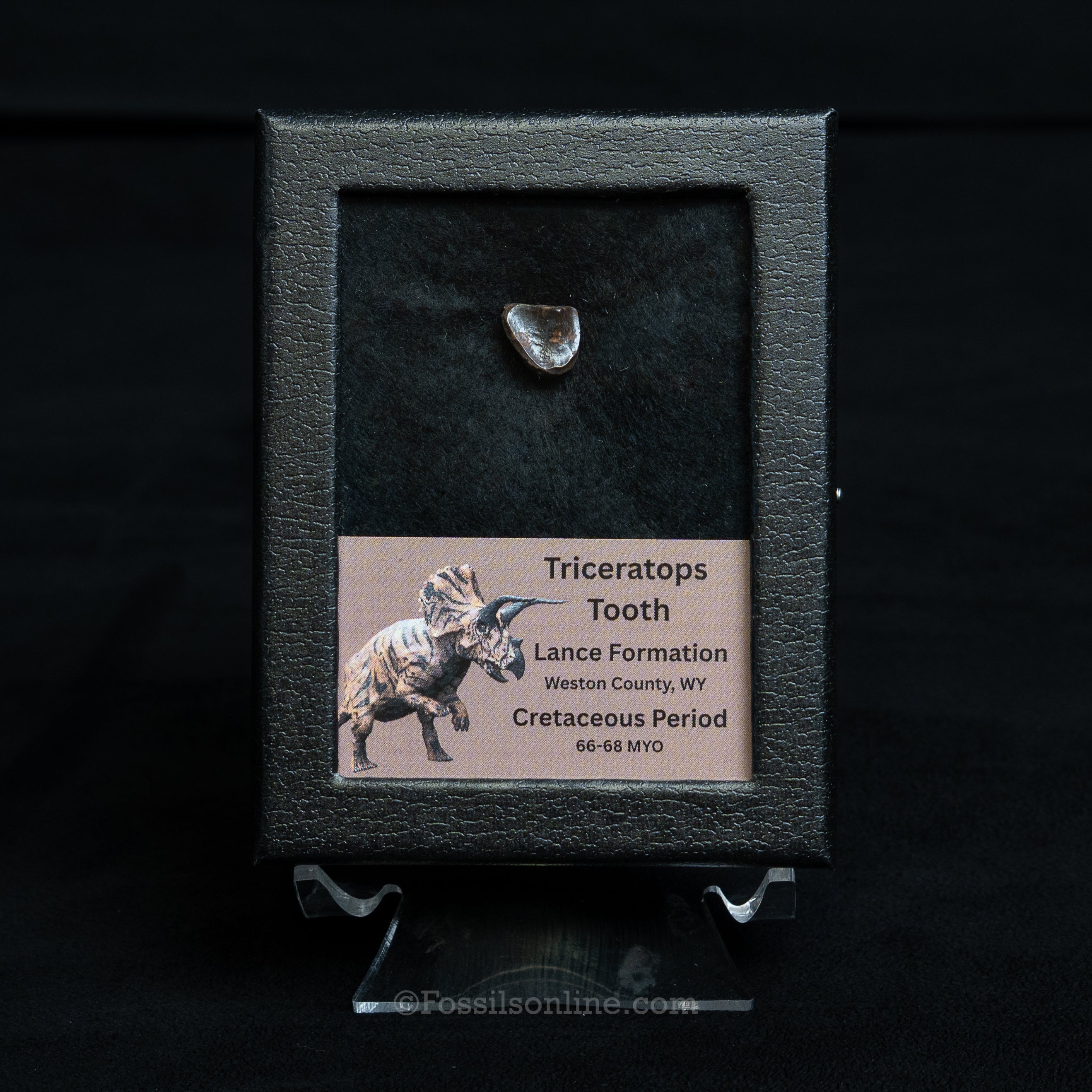 Triceratops Tooth Sm Case Lance FM