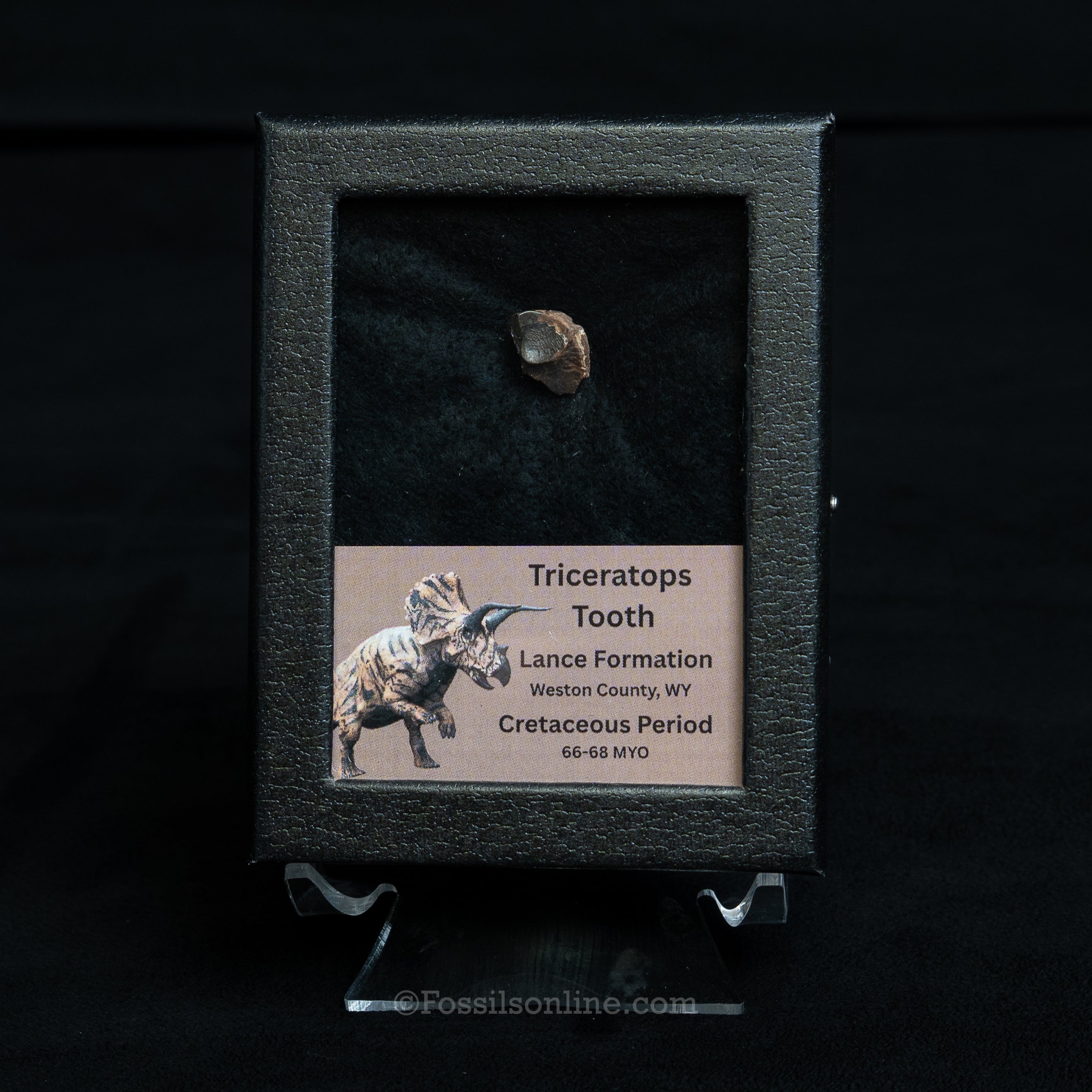 Triceratops Tooth Sm Case Lance FM