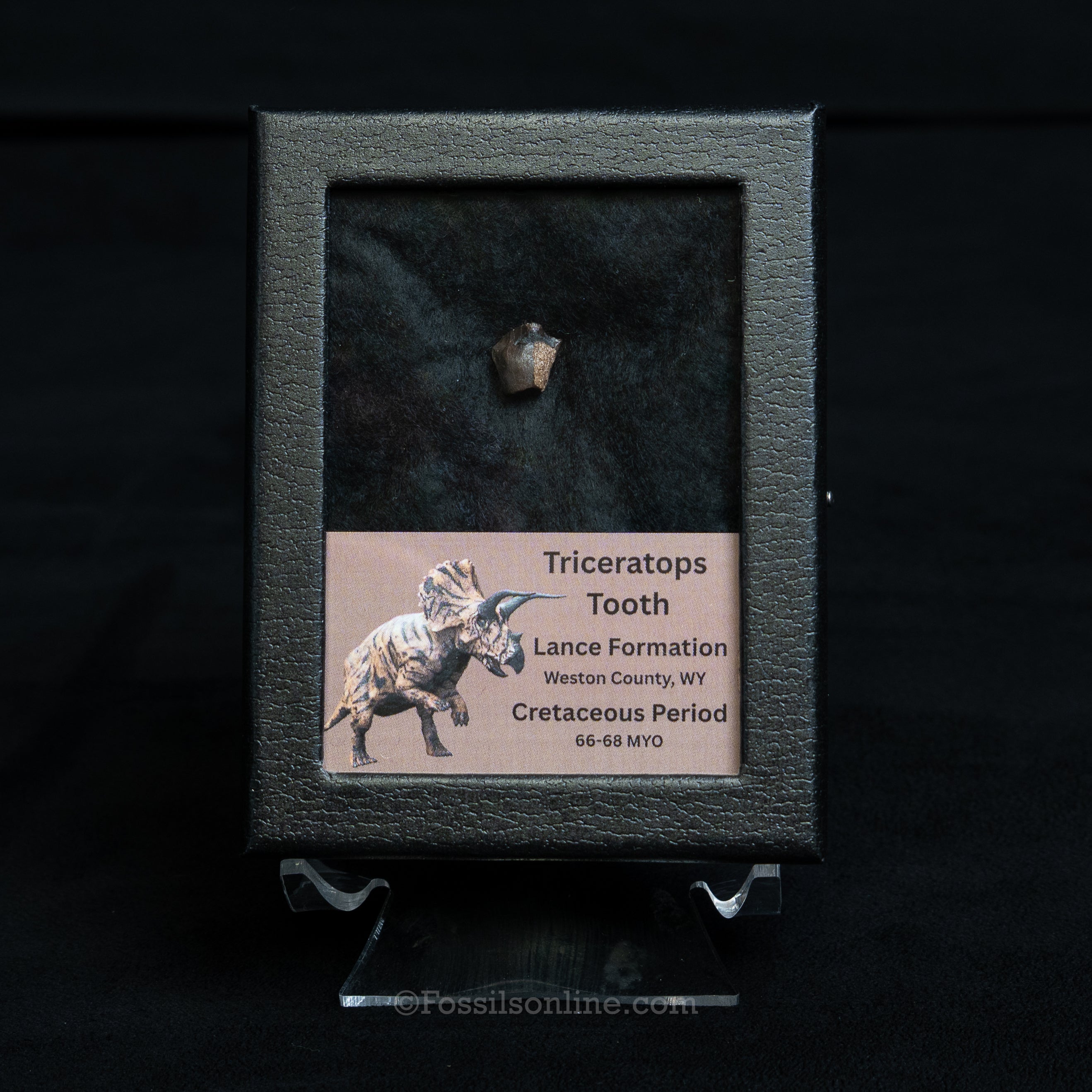 Triceratops Tooth Sm Case Lance FM
