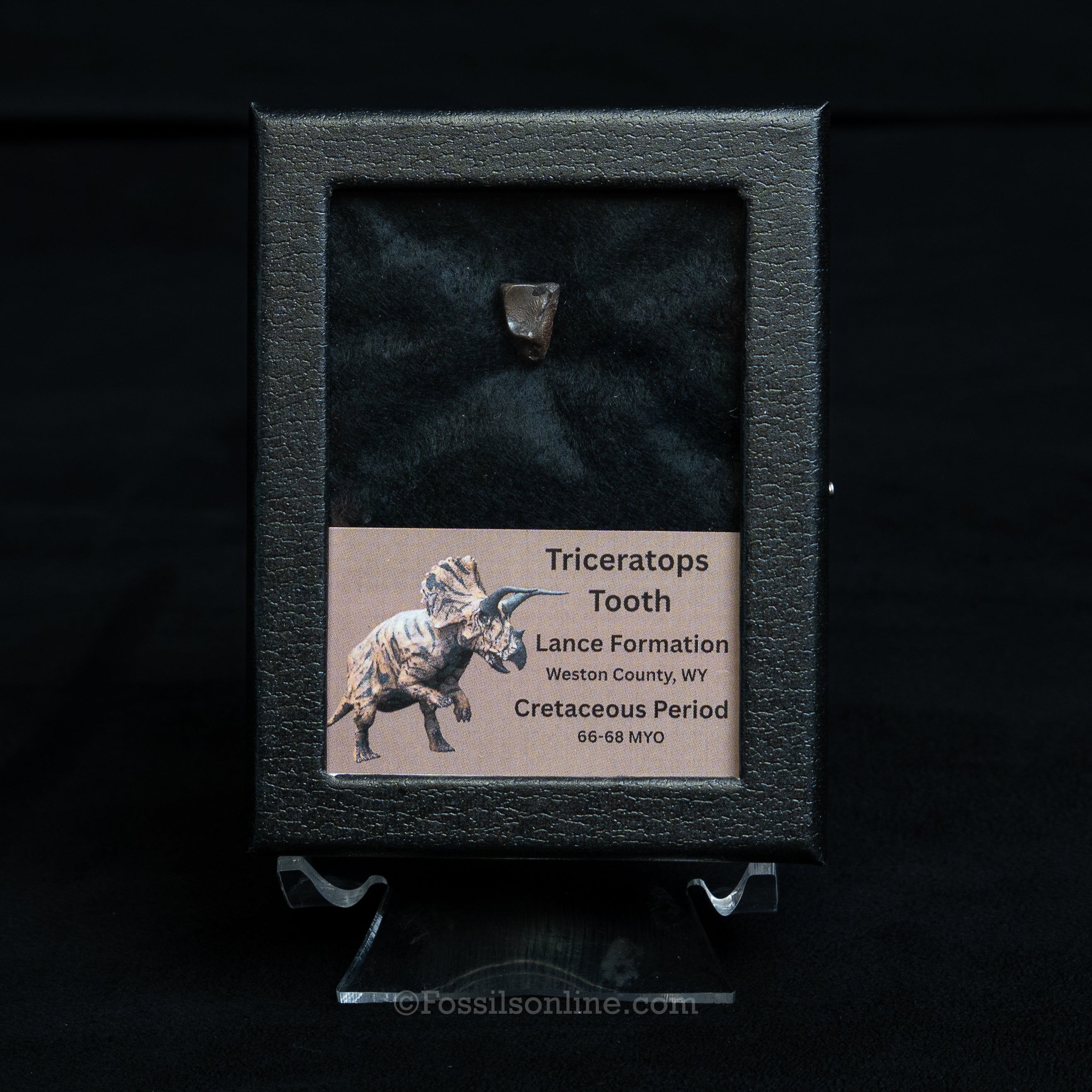 Triceratops Tooth Sm Case Lance FM