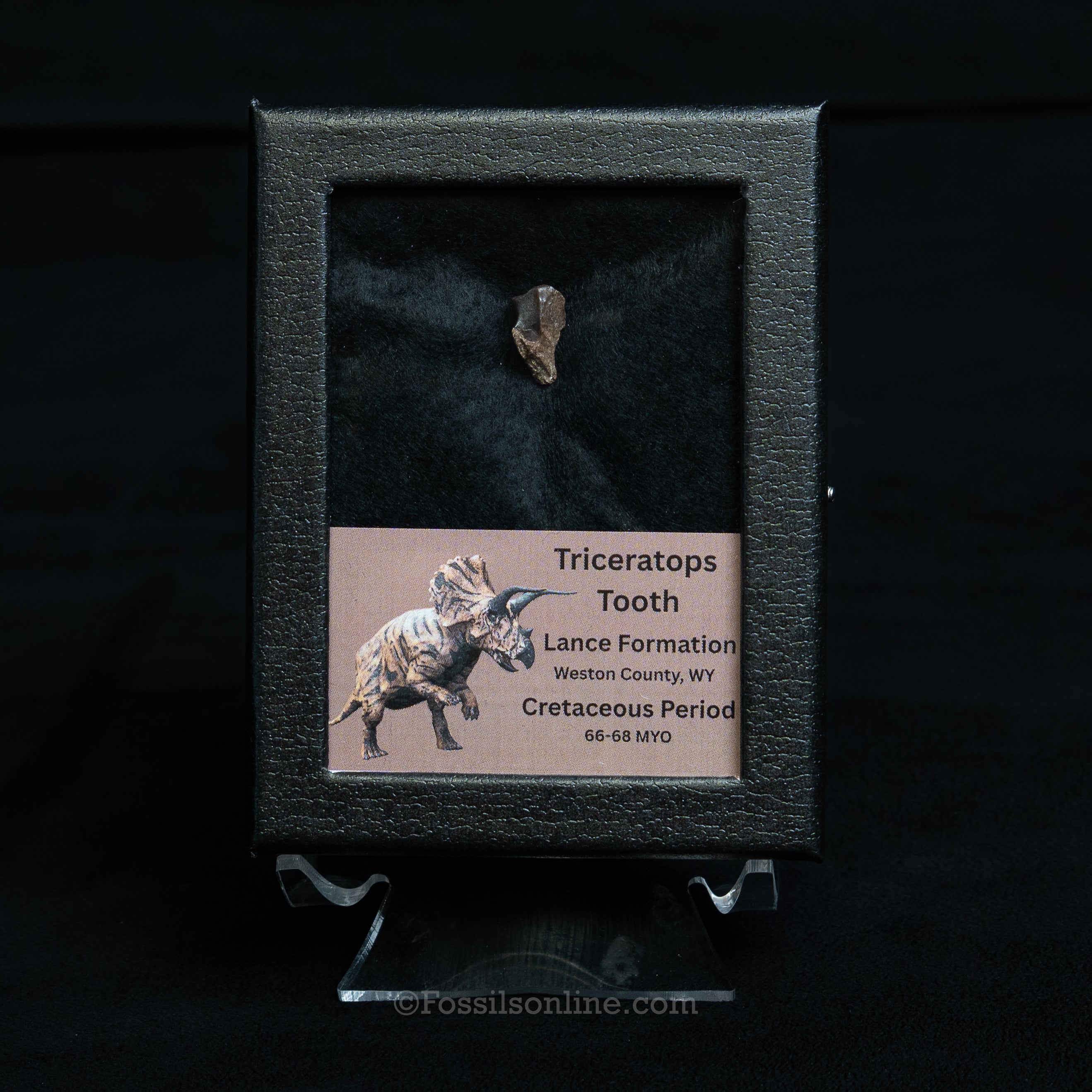 Triceratops Tooth Sm Case Lance FM