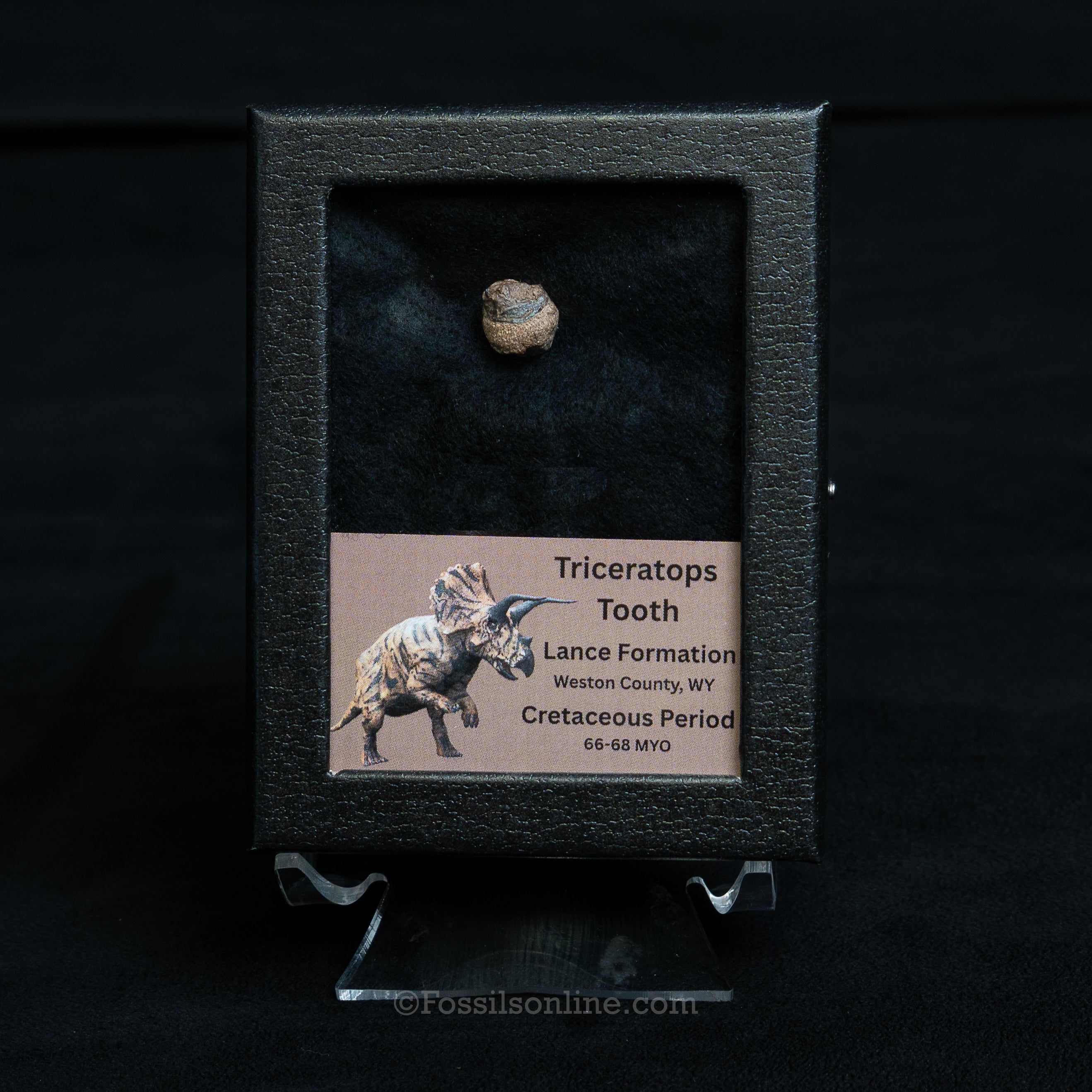 Triceratops Tooth Sm Case Lance FM