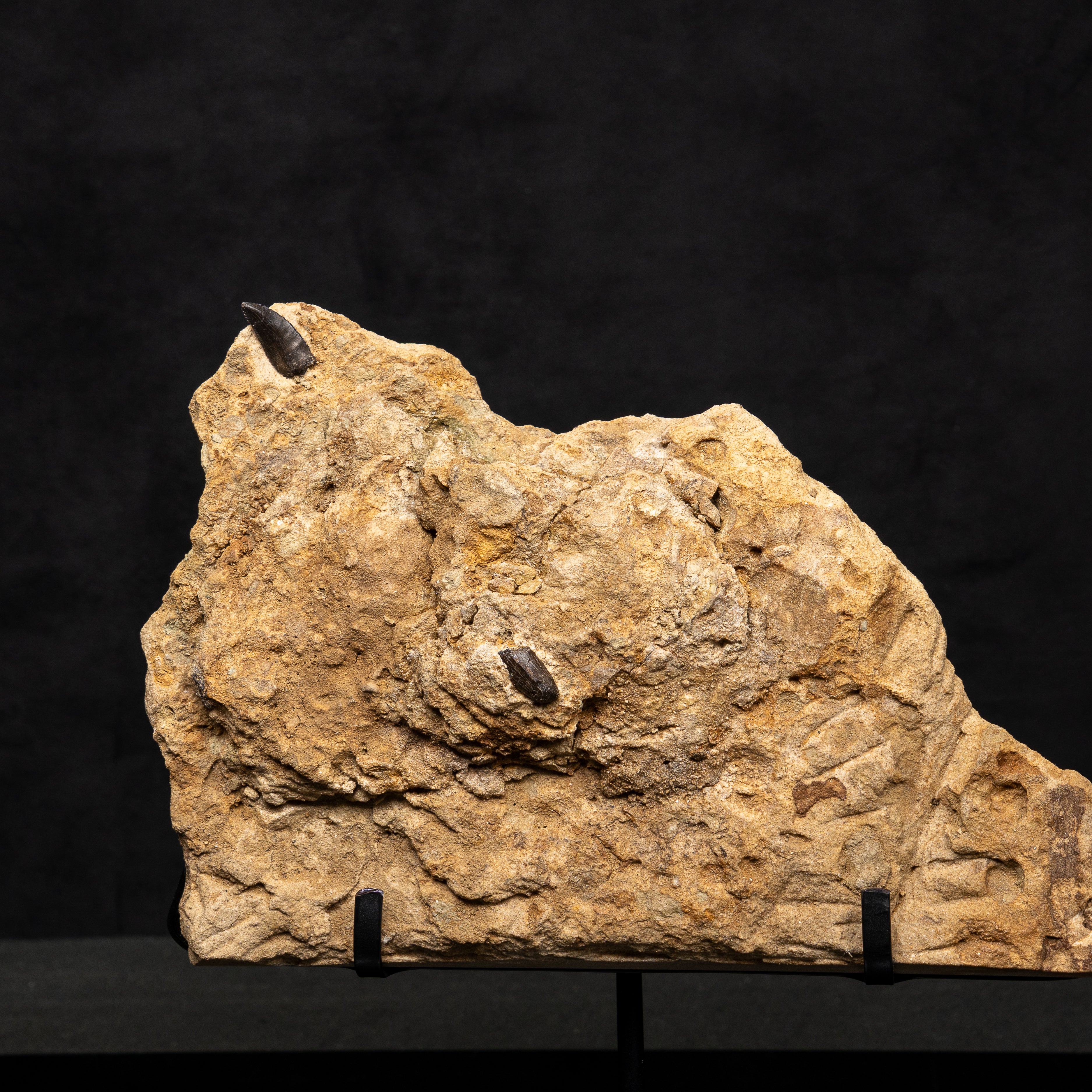 Allosaurus Teeth in Matrix