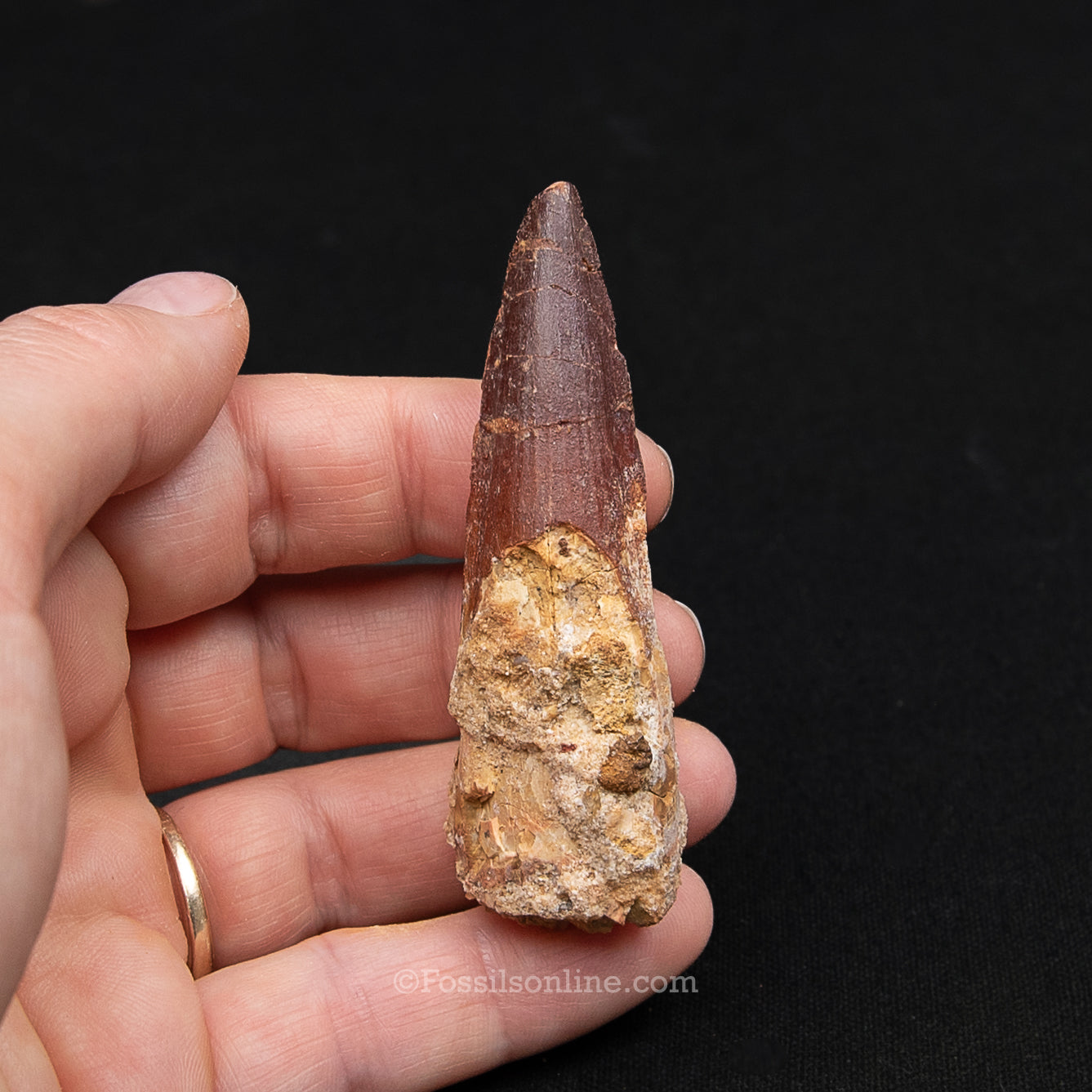 Spinosaurus Dinosaur Tooth Med Case