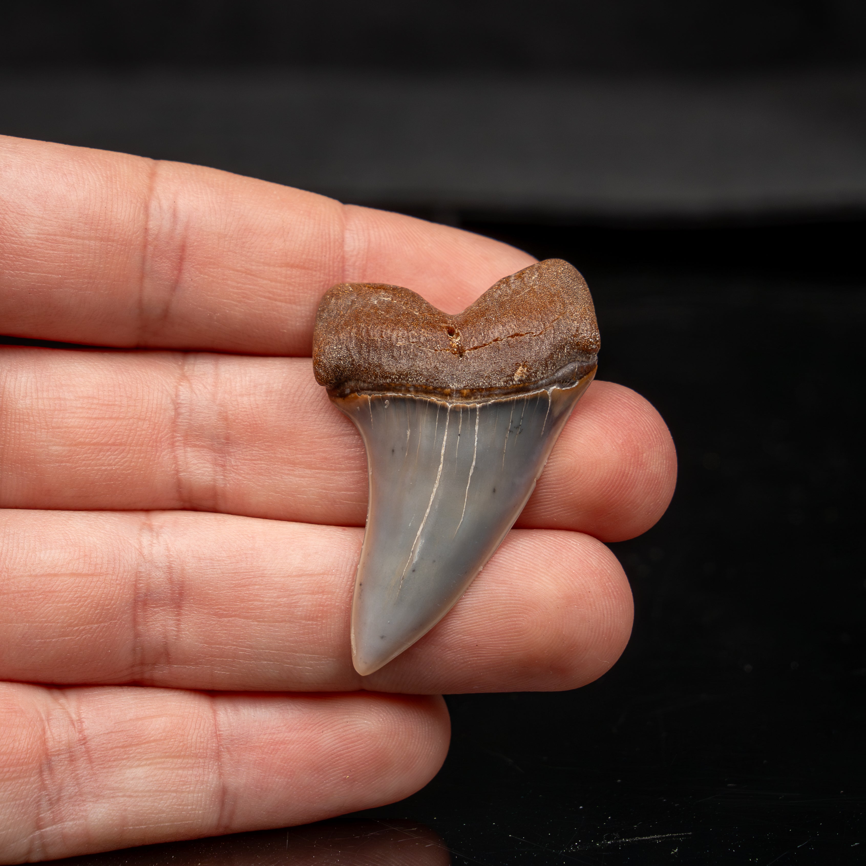 Quality Bakersfield C. planus Fossil Tooth 1.87"