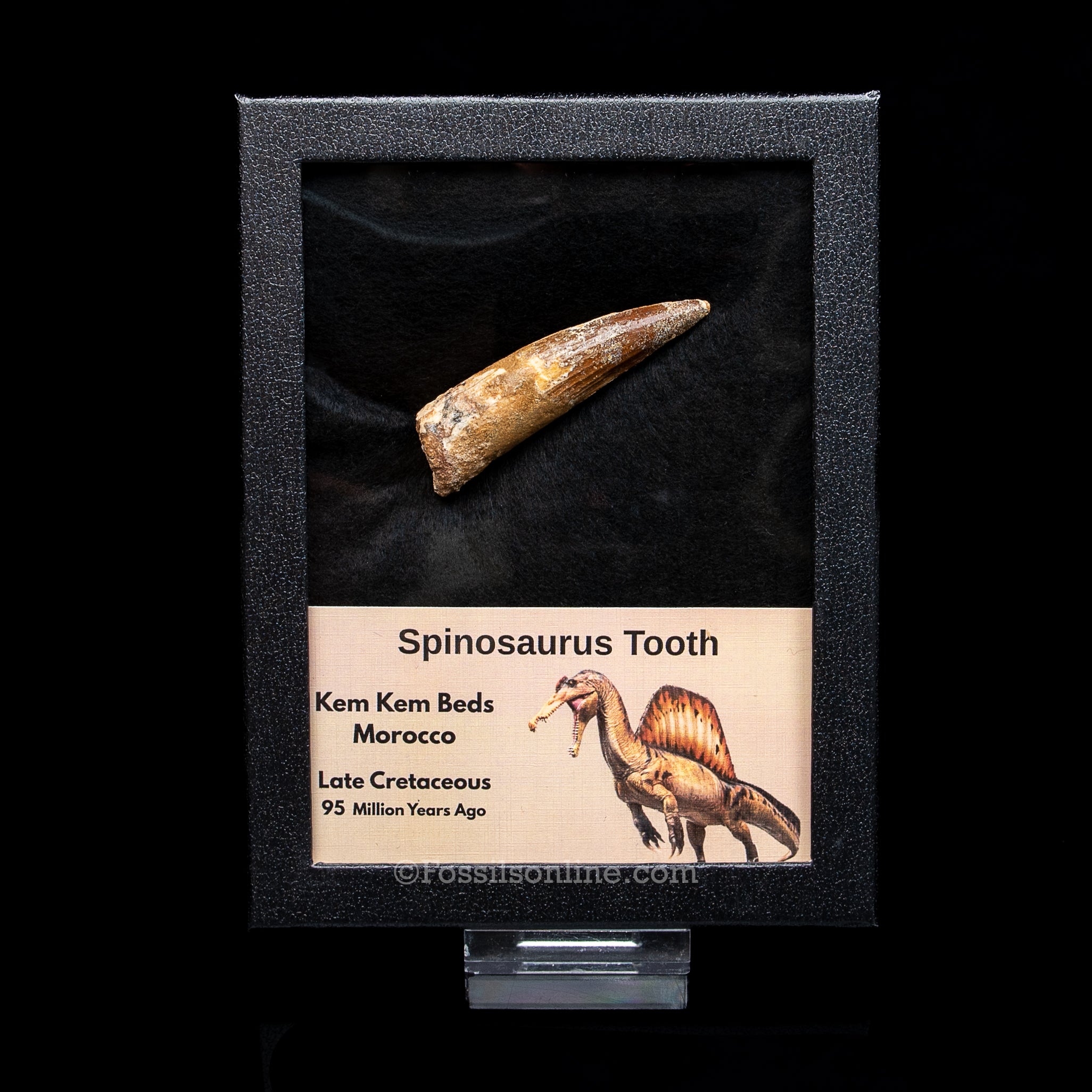 Spinosaurus Dinosaur Tooth in Lg Case