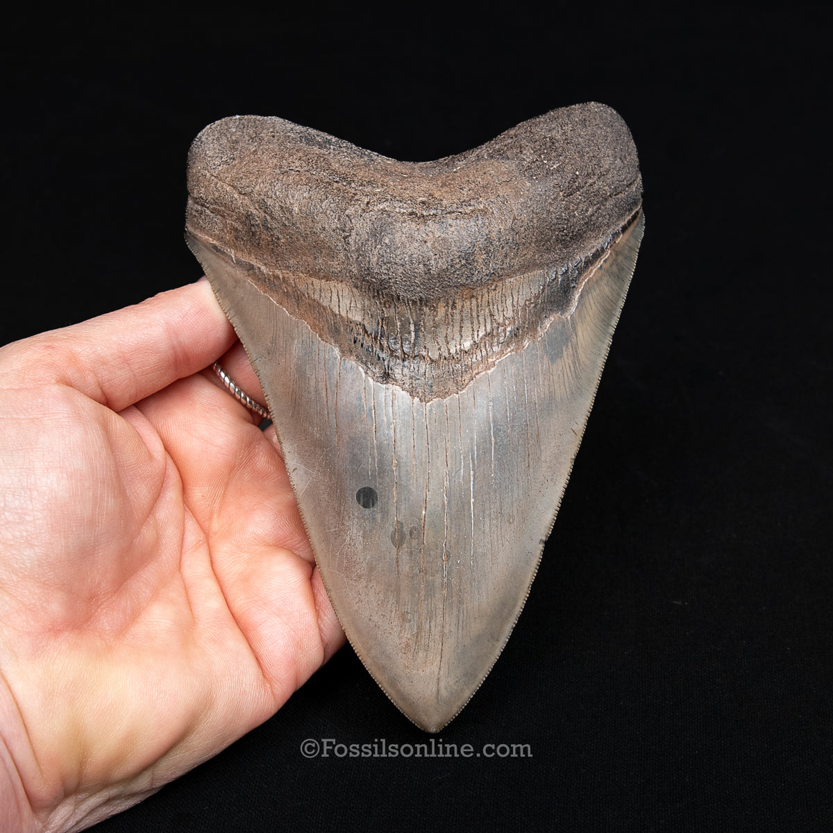 Genuine Prehistoric Fossil Tooth — Meg 5.56", St. Mary River, GA