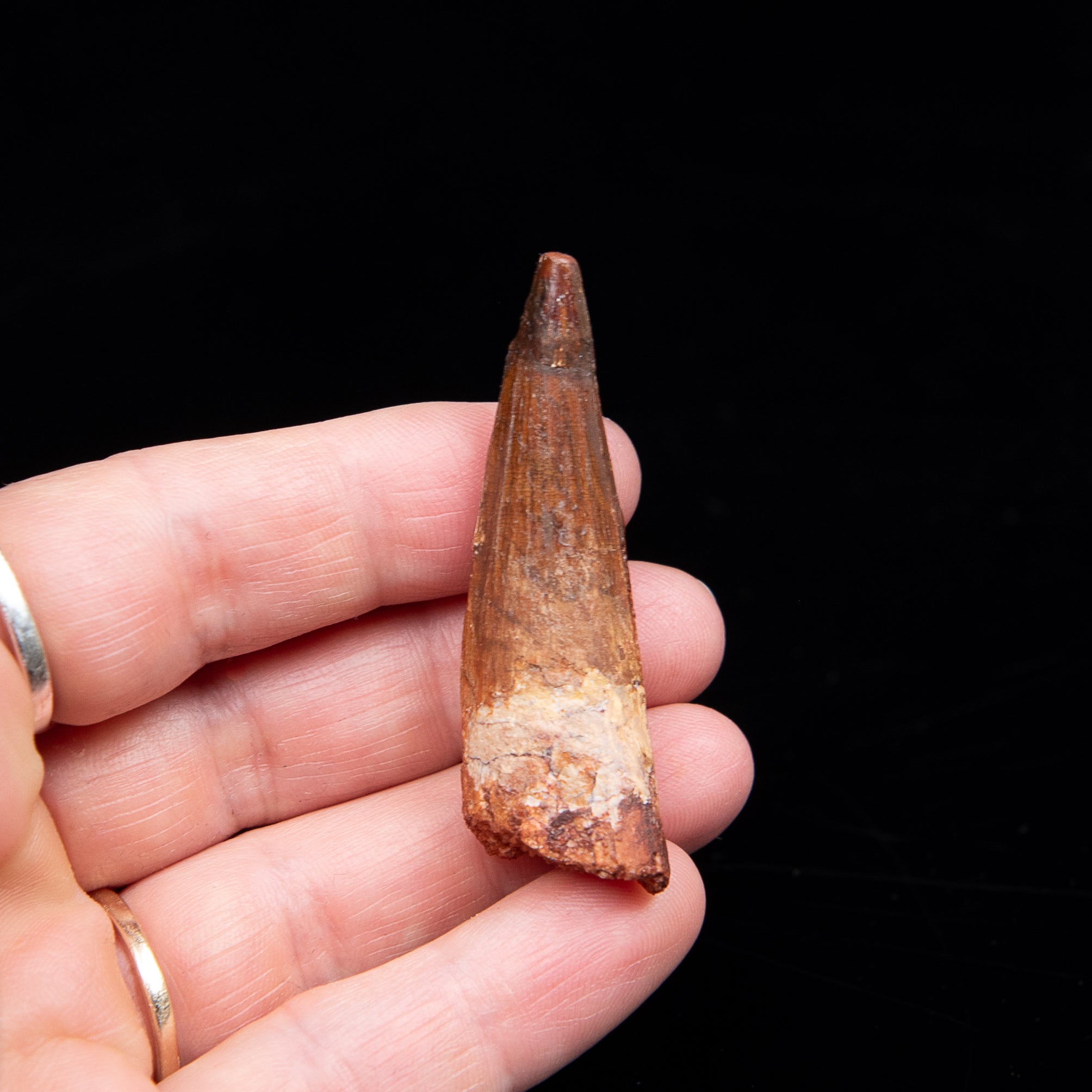 Spinosaurus Dinosaur Tooth Med Case