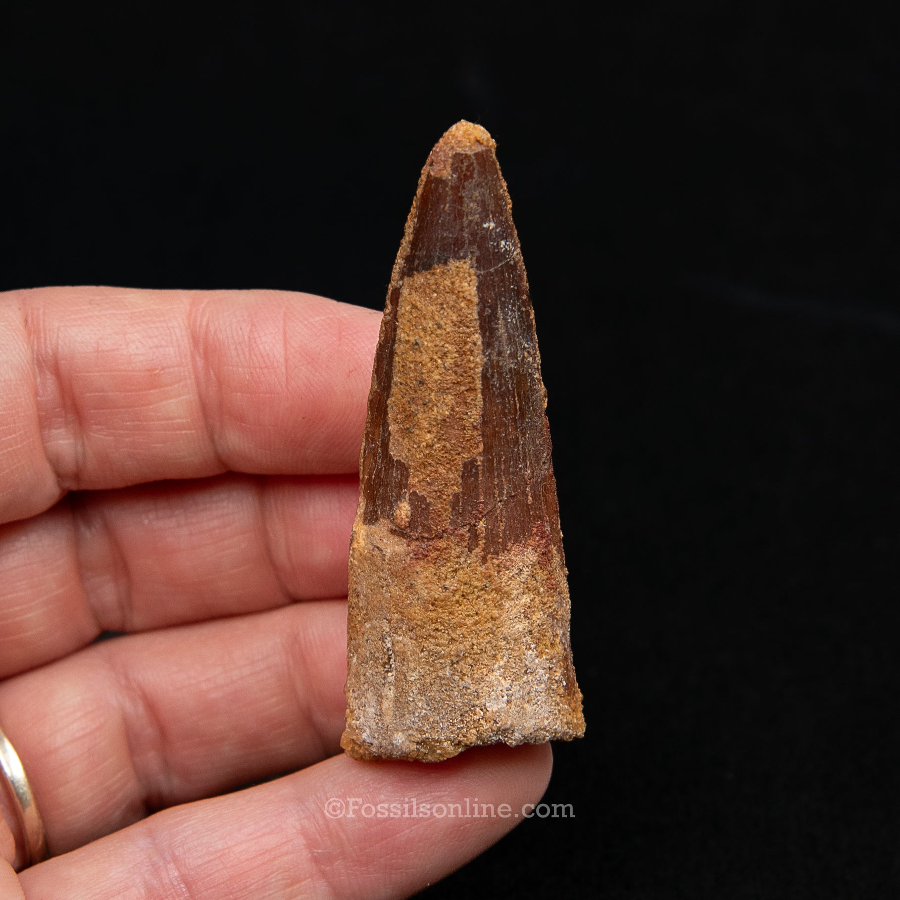 Spinosaurus Dinosaur Tooth Med Case