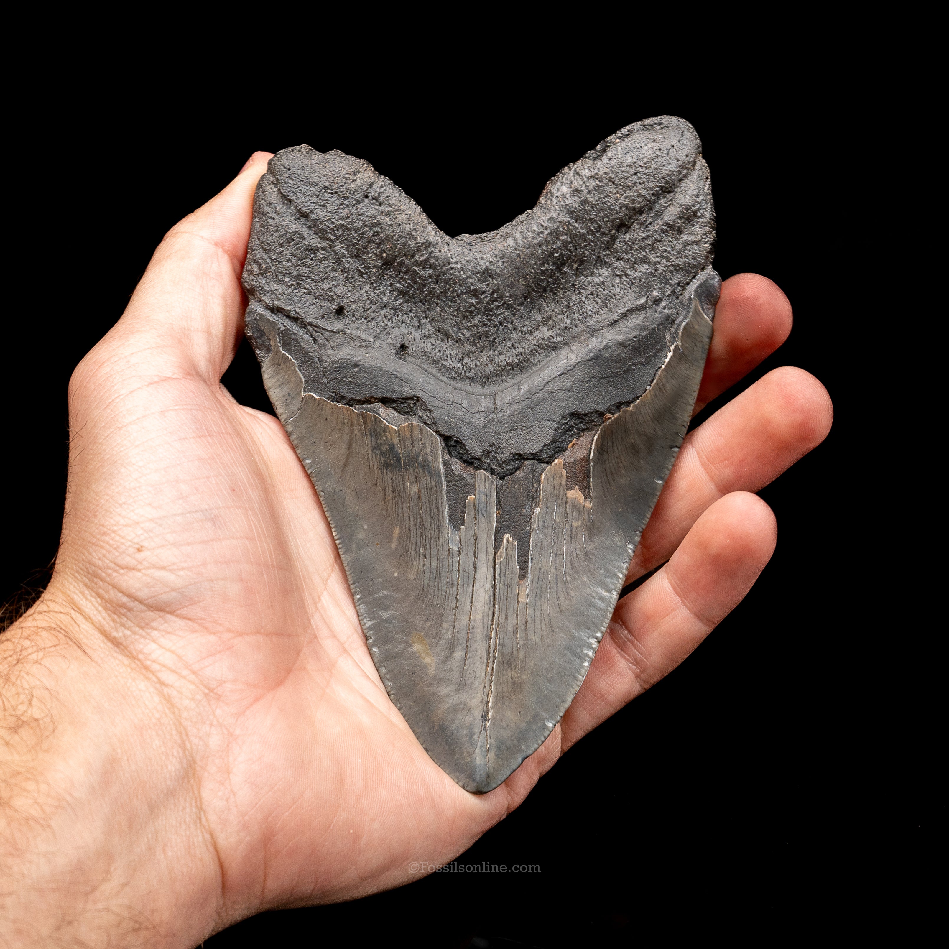 South Carolina Megalodon 5.24"