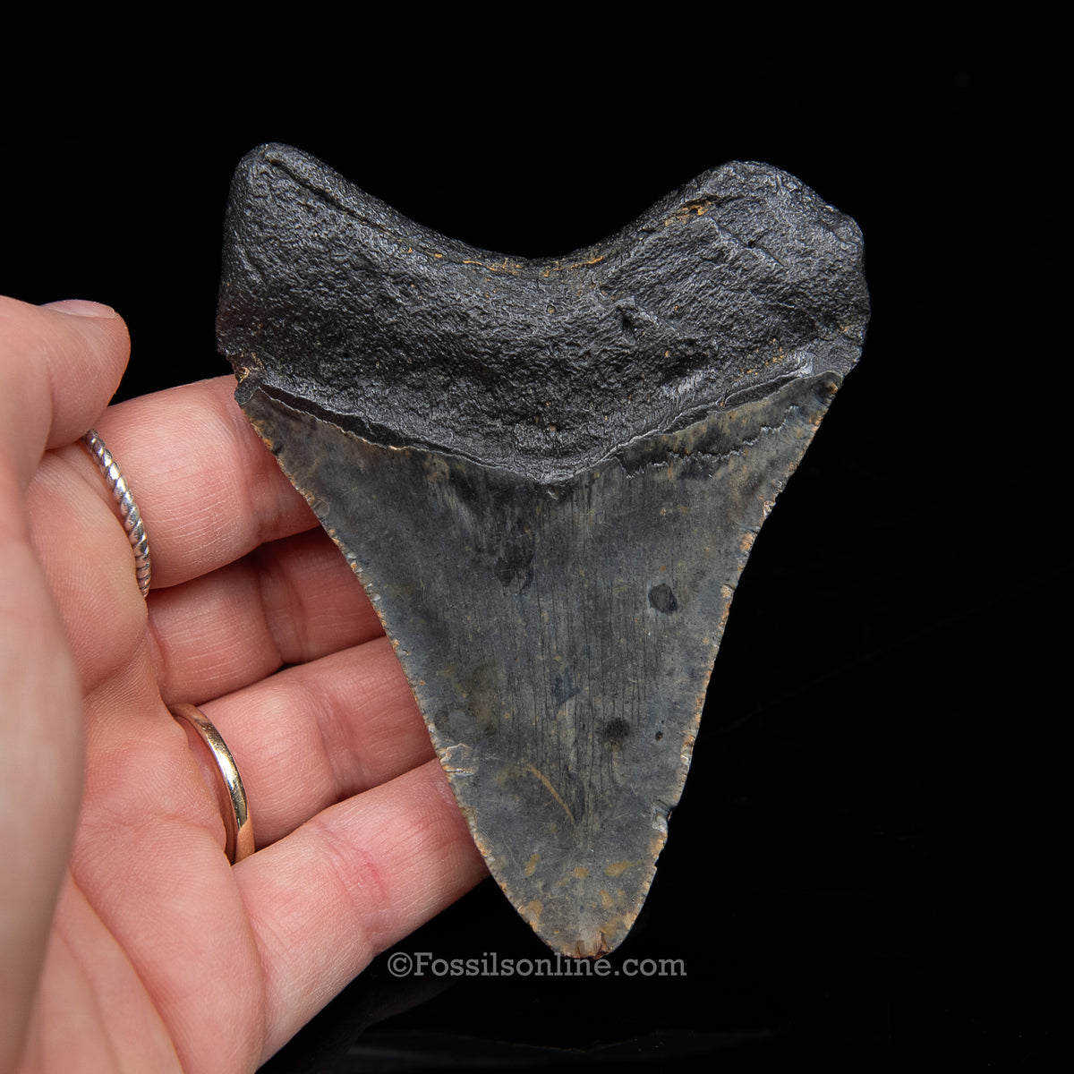 Genuine Prehistoric Fossil Tooth — Meg 3.70", North Carolina