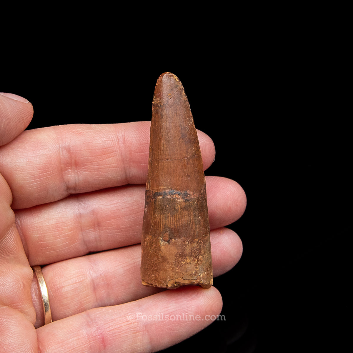 Spinosaurus Dinosaur Tooth Med Case
