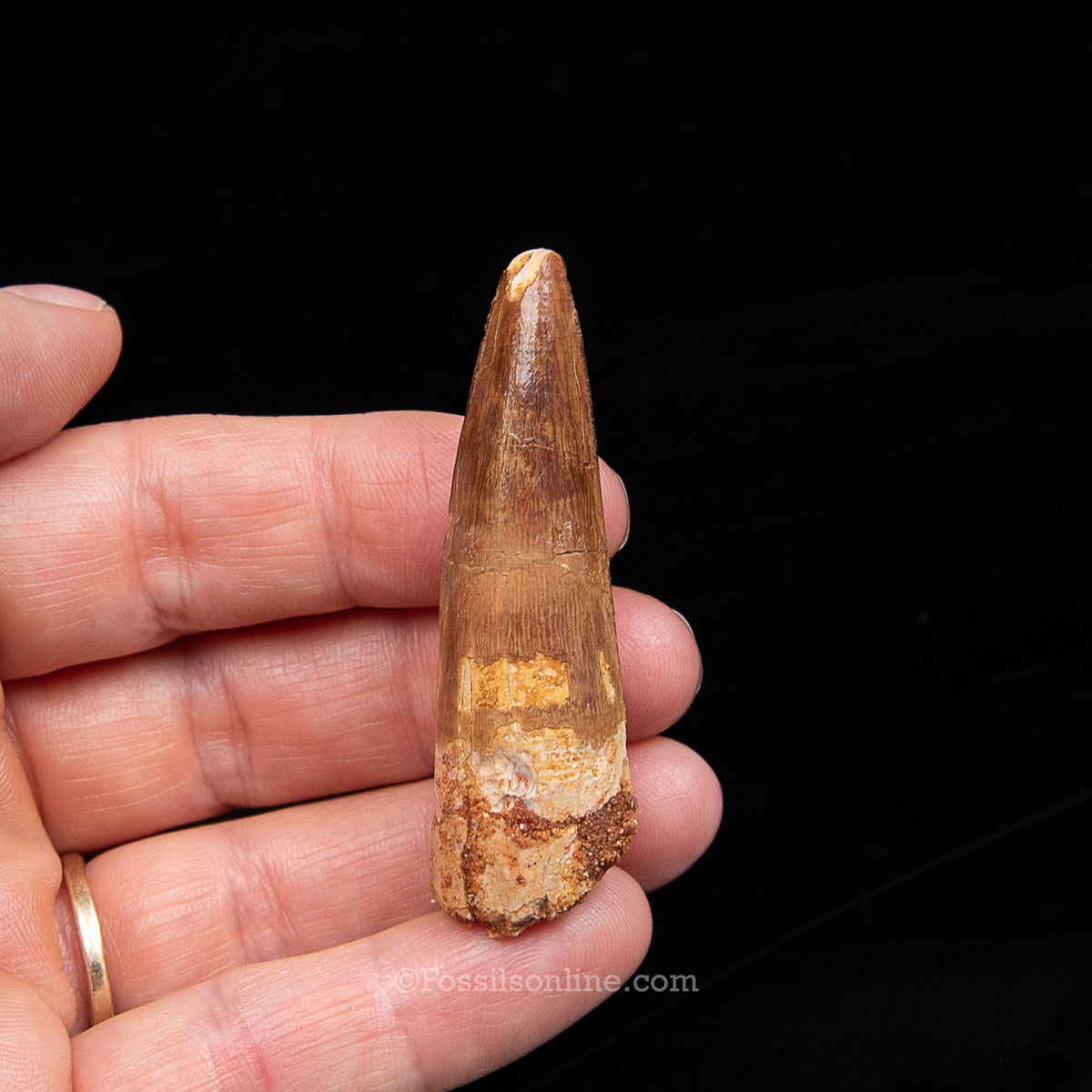 Spinosaurus Dinosaur Tooth Med Case