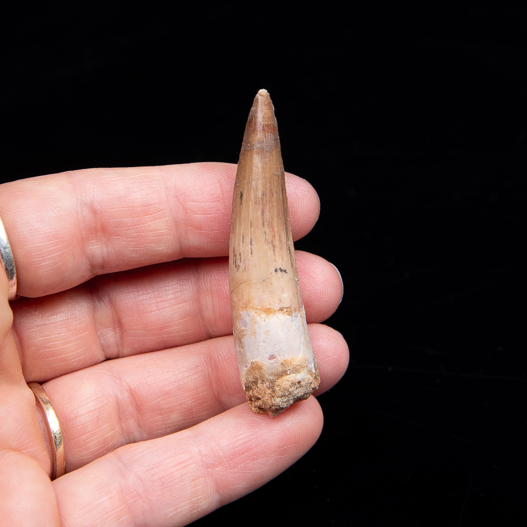 Spinosaurus Dinosaur Tooth Med Case